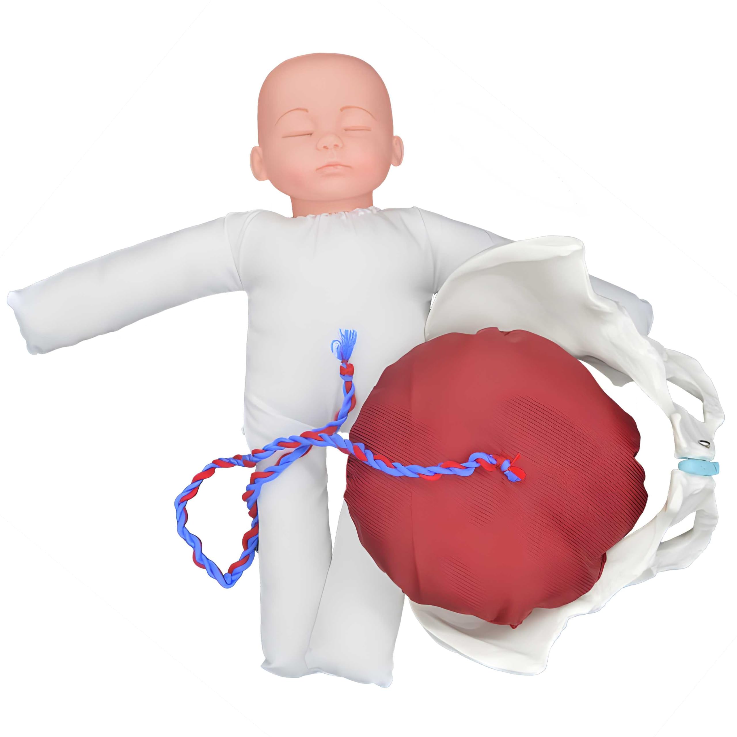 AMITD Modello di nascita per ostetriche con fondo pelvico e neonato per simulazione realistica