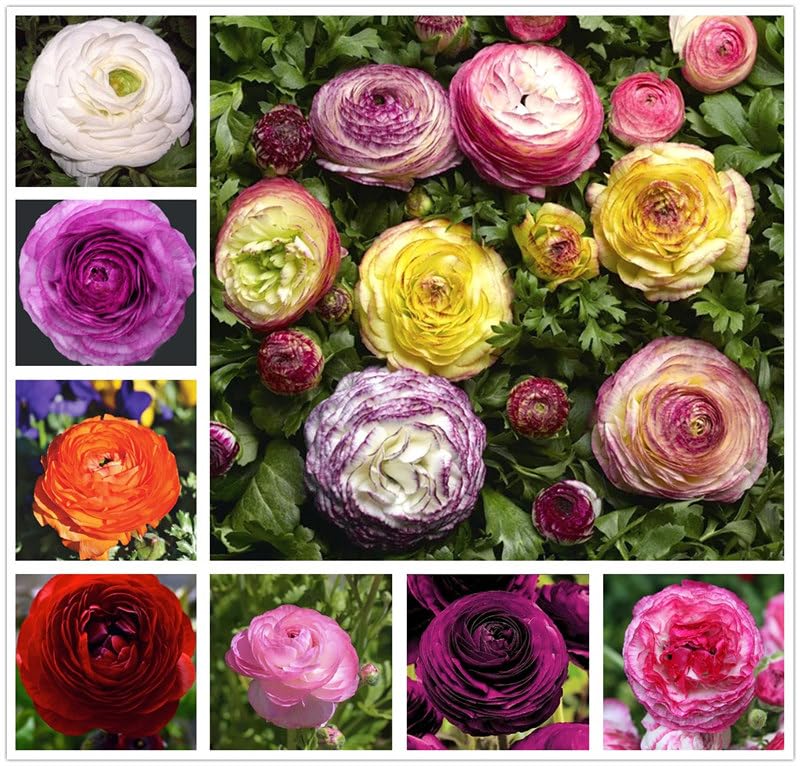 Mixed Color Ranunculus Bulbs