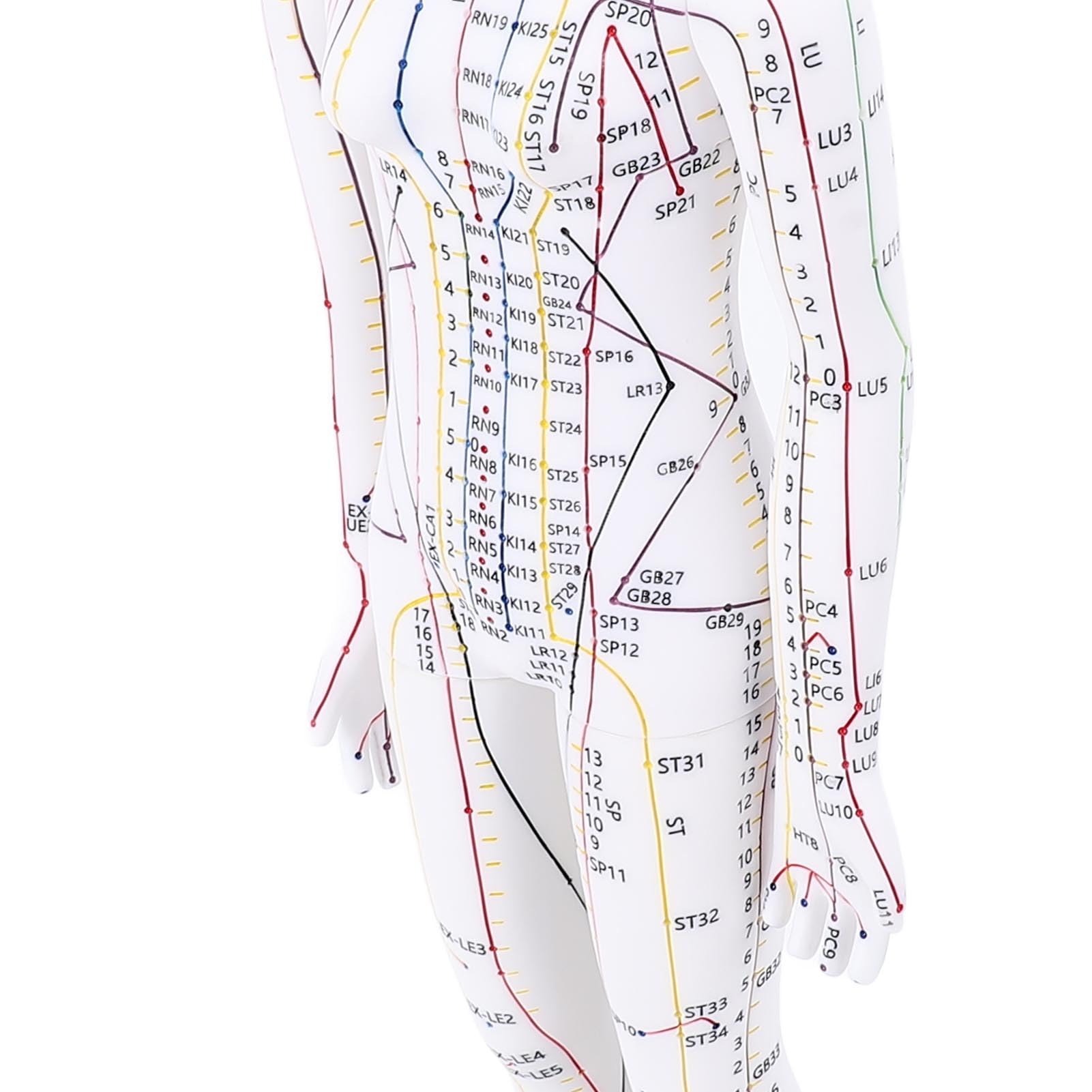 Muñeca de Acupuntura de 52 Cm / 20.47 Pulgadas, Modelo de Acupuntura del Cuerpo Humano, Acupuntura del maniquí de Acupuntura Masculina/Femenina Modelo de Acupuntura con Base,