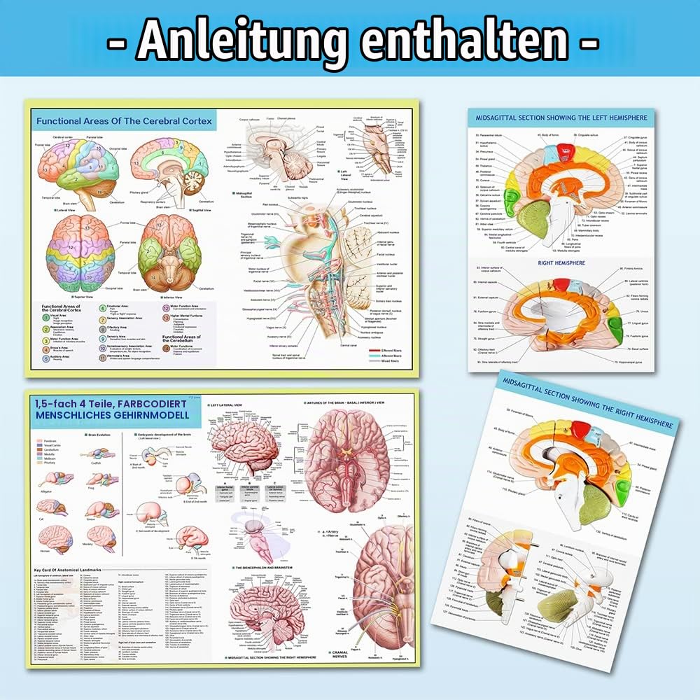 1.5 Mal Lebensgröße Anatomie Menschliches Gehirnmodell,9 Farben Etiketten,