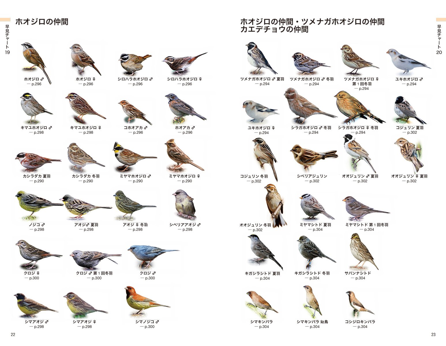 日本の野鳥識別図鑑 知りたい野鳥が早見チャートですぐわかる 泰敬 中野 拓哉 叶内 凱巳 永井 本 通販 Amazon