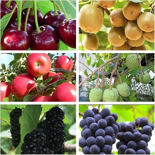 Semillas de frutas mixtas para plantar  100 uva 100 manzana 100 kiwi 100 cherimoya 10 morera 20 cereza  Semillas de fruta fresca, semillas sin OMG
