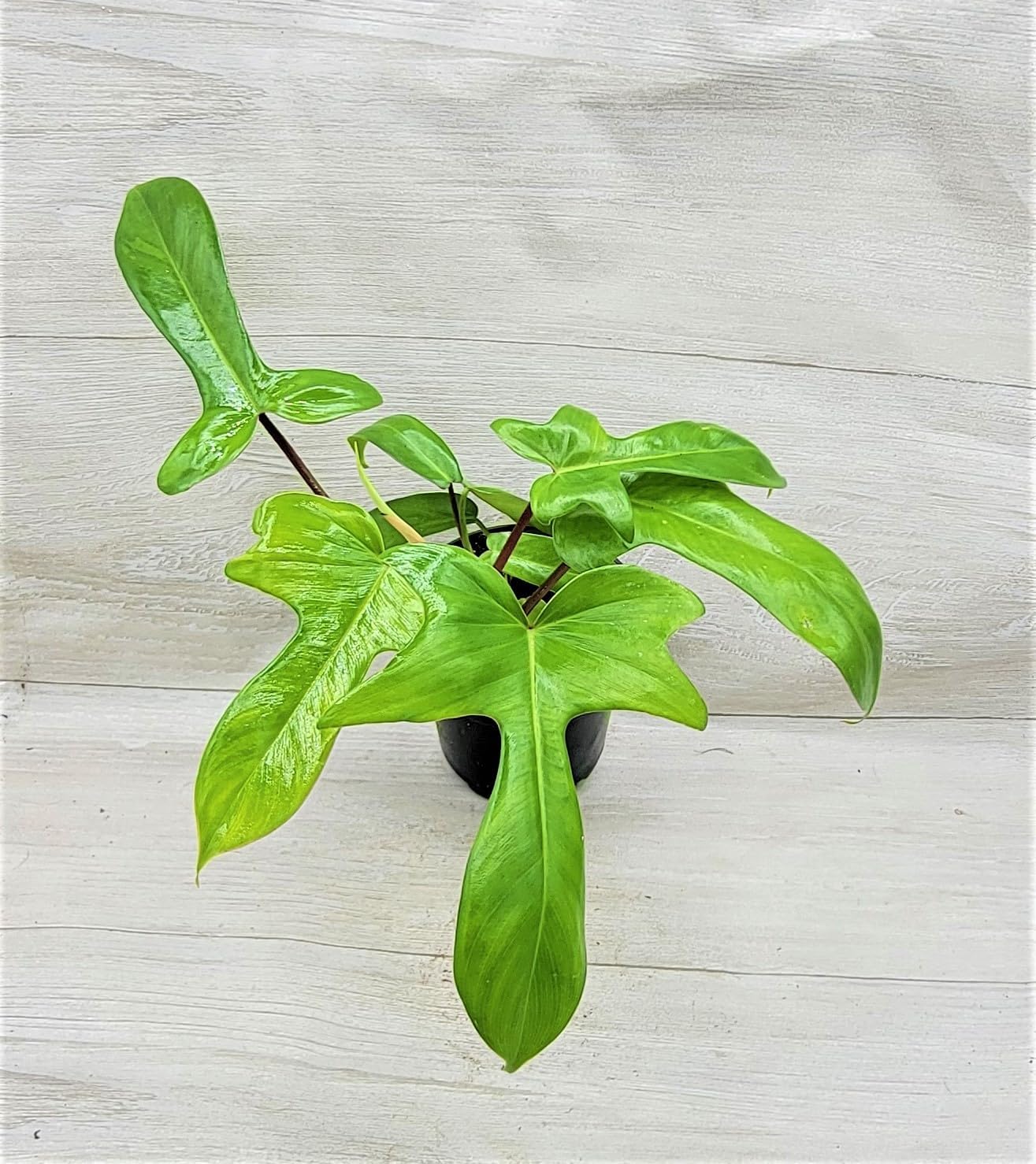 Philodendron Florida Beauty Live Rare Exotic Tropical Indoor House Plants in 6 inch Hanging Nursery Plant Pot Housewarming Gift Decoration for Home and Office by 3exoticgreen