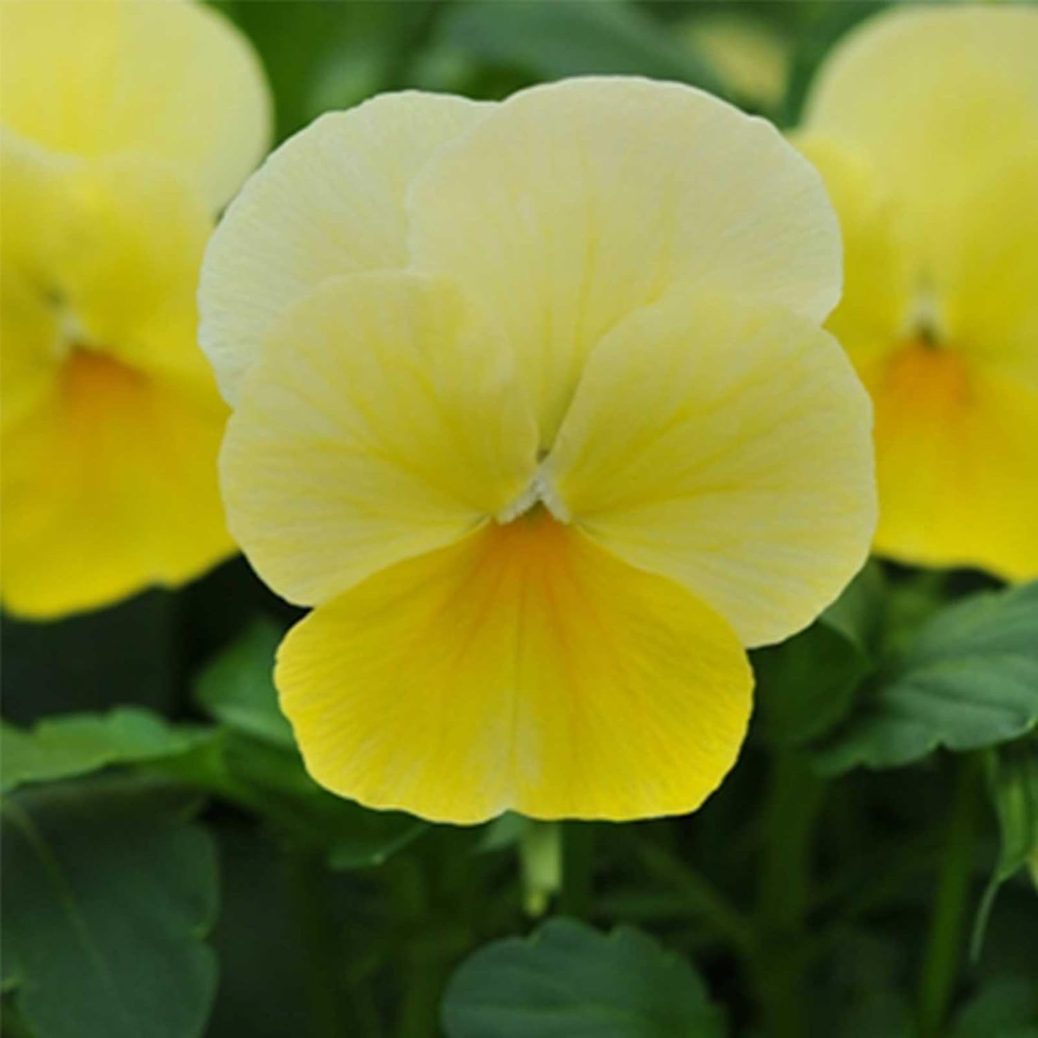 Sorbet Series Viola Yesterday Today Tomorrow ~500 Seeds | Non-GMO, Heirloom Flower Seeds for Pots, Borders, Containers | Early Blooming, Cold Hardy Annuals for Spring & Fall Color