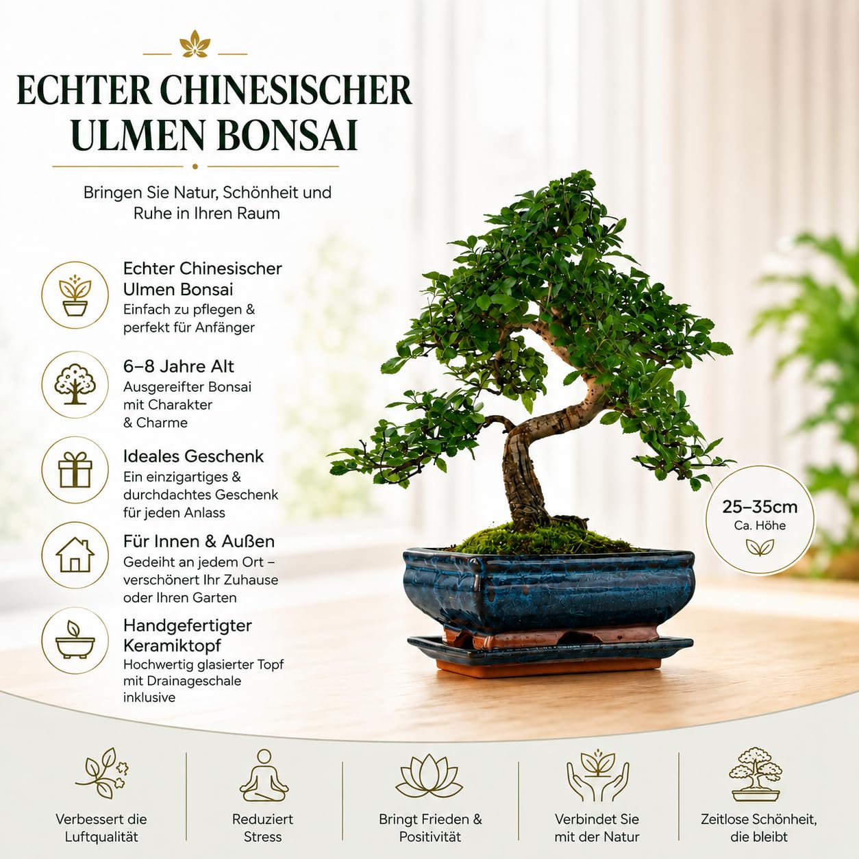 Chinesische Ulme Bonsai Baum Indoor & Outdoor – Echter Bonsai im 20cm Topf mit Untersetzer – Pflegeleichter Zimmerbonsai mit Winterschutz