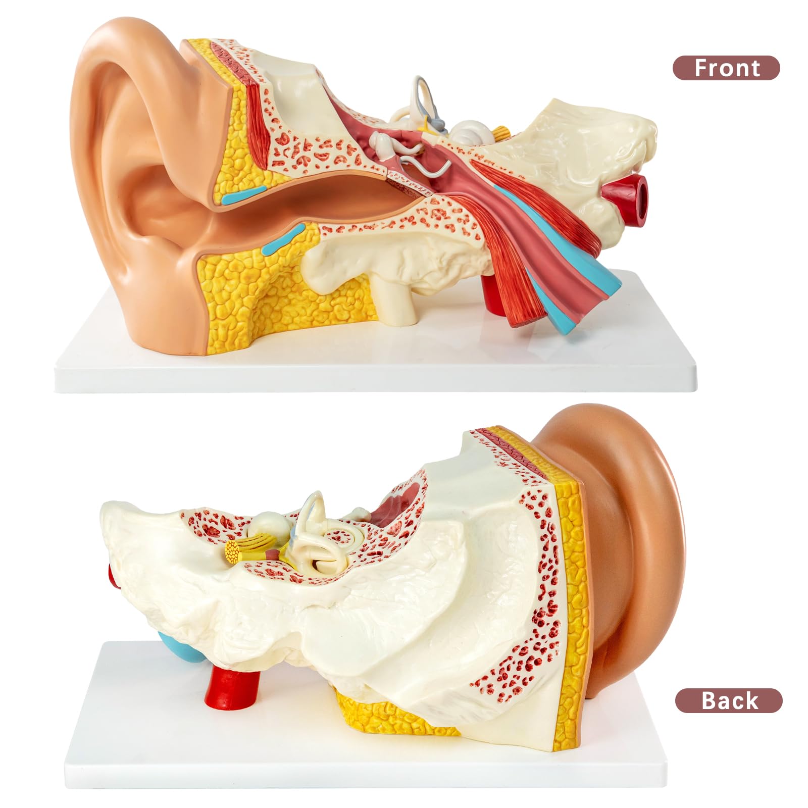 Modelo de anatomía del oído humano ampliado 3 veces – 3 partes desmontables con base y manual detallado, ideal para educación médica, estudio de biología, demostración en el aula