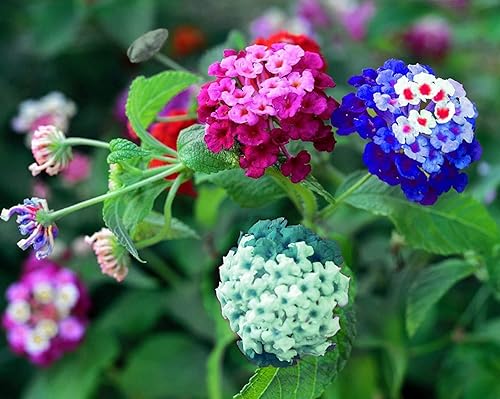 Lantana - Semillas de flores para plantar, semillas de flores de colores mixtos para plantar, fabricadas en Estados Unidos, se envía desde Iowa.