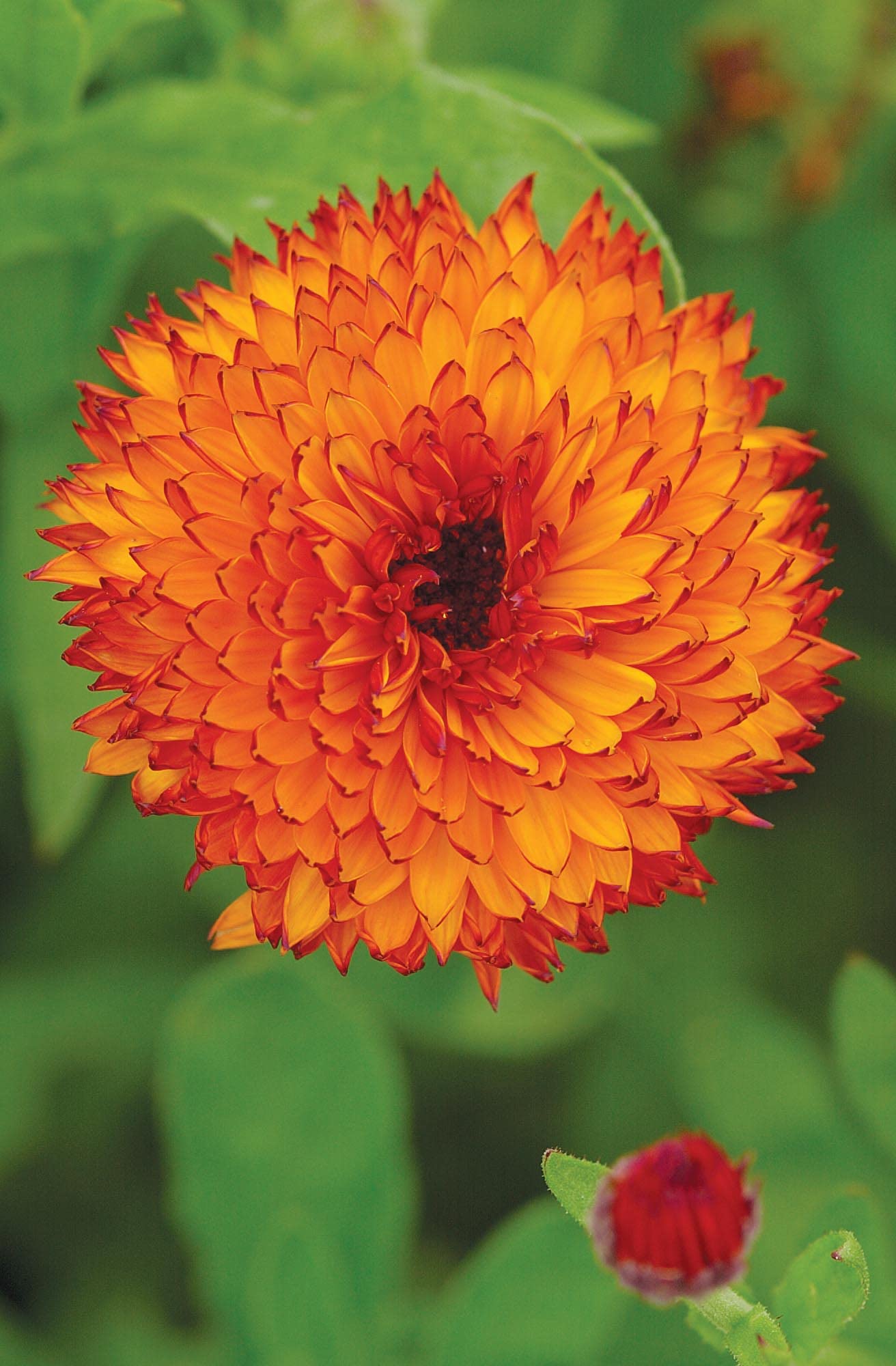 カレンデュラページ Amazon.co.jp: JOFL 英国ジョンソンシード Calendula Neon