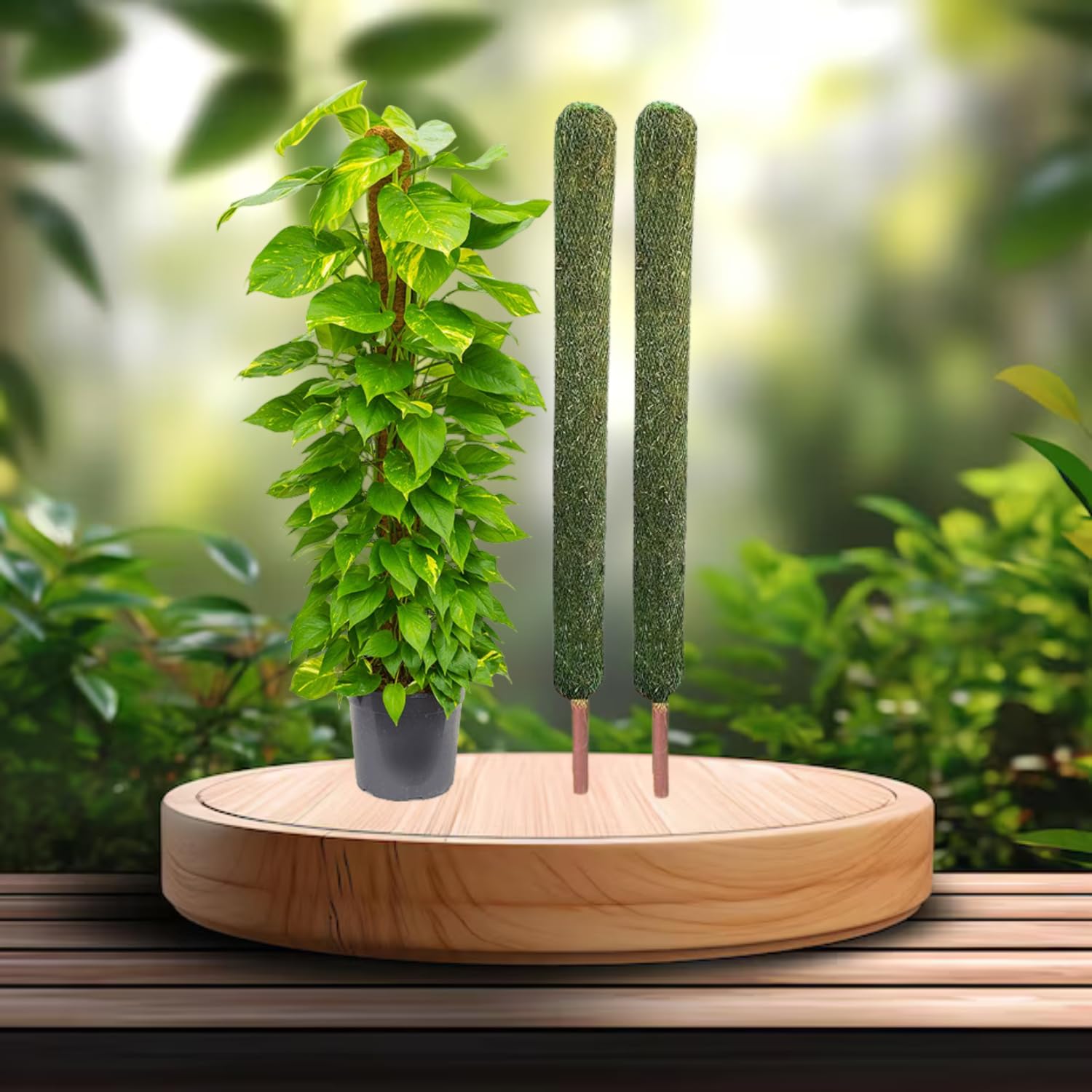 【Fumiti】21-22 MOSS STICK【70 SW CATTAILS Plant Support Moss Stick- Green Grass Pole for Plants