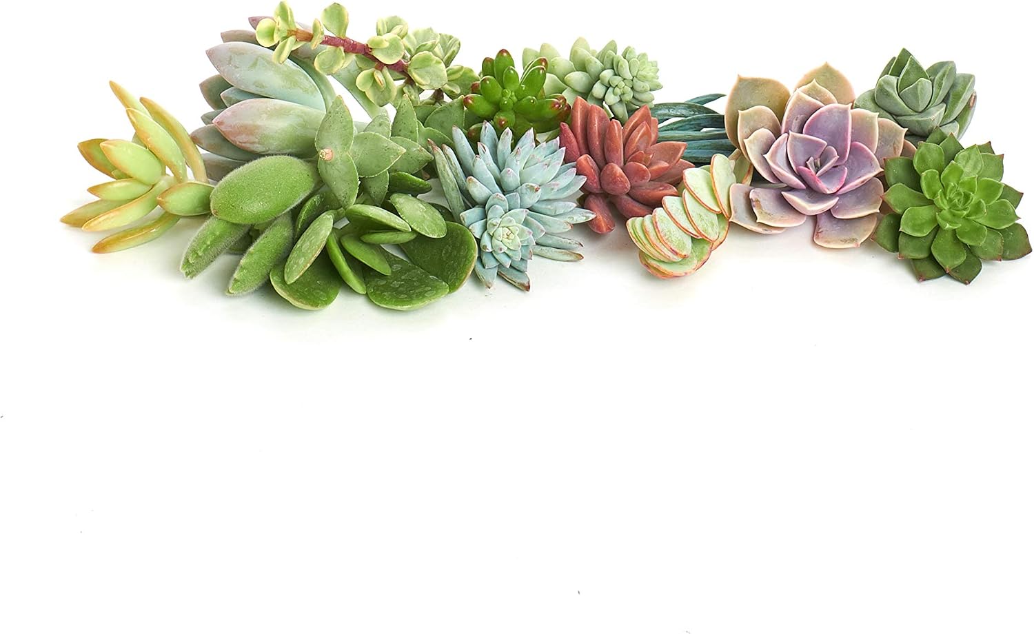 Shop Succulents | Assorted Collection of Live Succulent Cuttings, Hand Selected Variety Pack of Cut Succulents | Collection of 30
