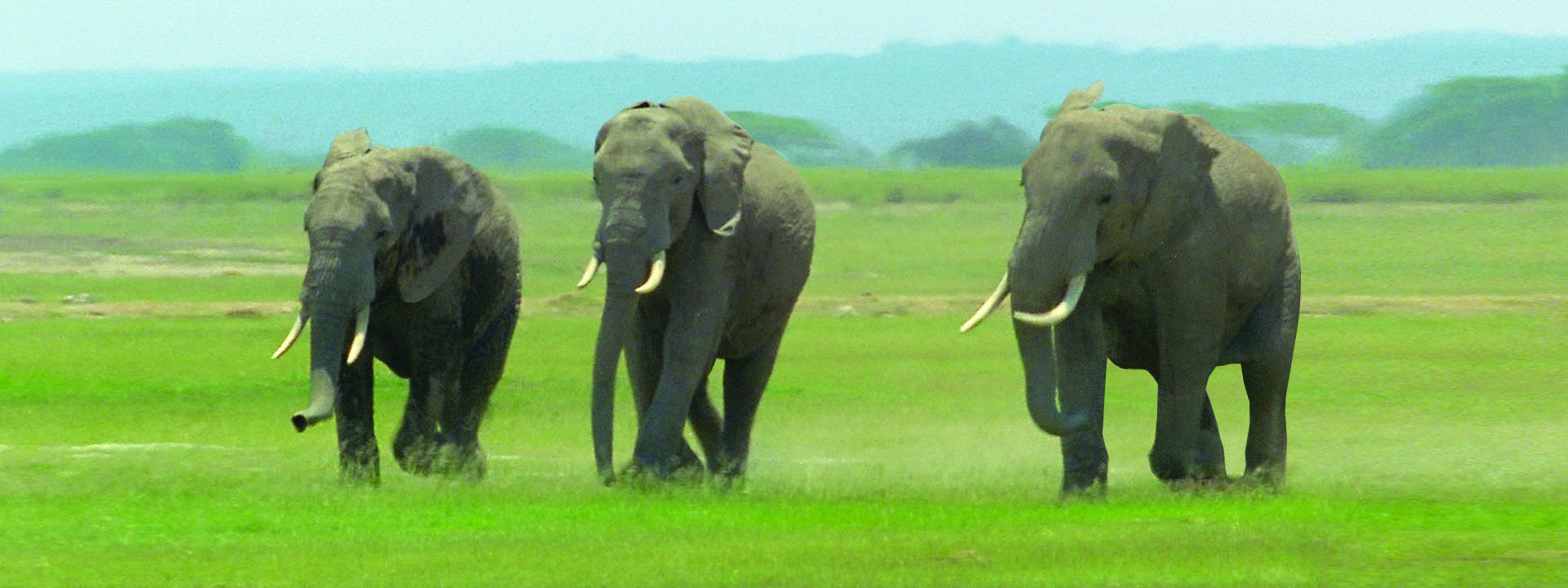 3-D Motion Elephants Bookmark with 6" Ruler