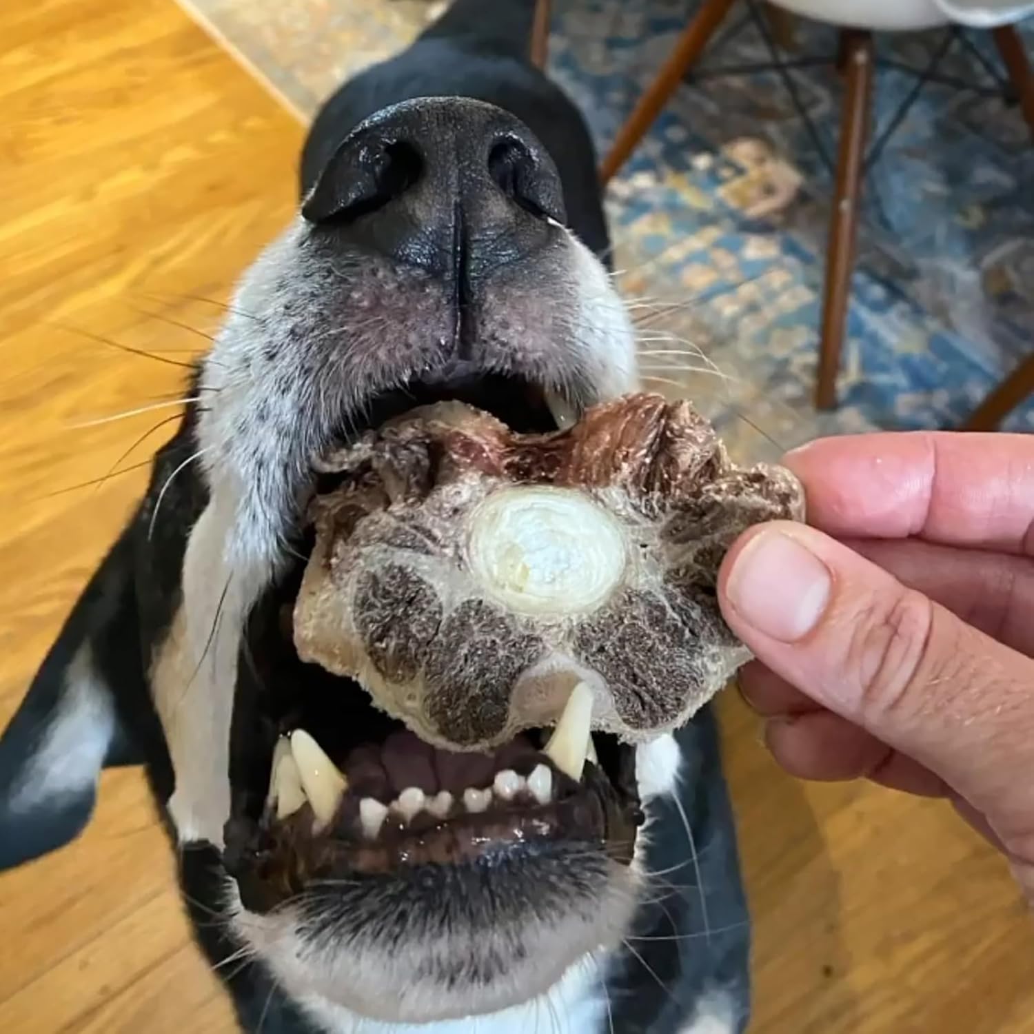 Scout And Zoe's Ox Tails Dog Treats Made In USA All Natural High Protein Crunchy Chew Supports Dental Health Joint Function And Overall Wellness For All Dogs Sustainably Sourced With No Added Hormones