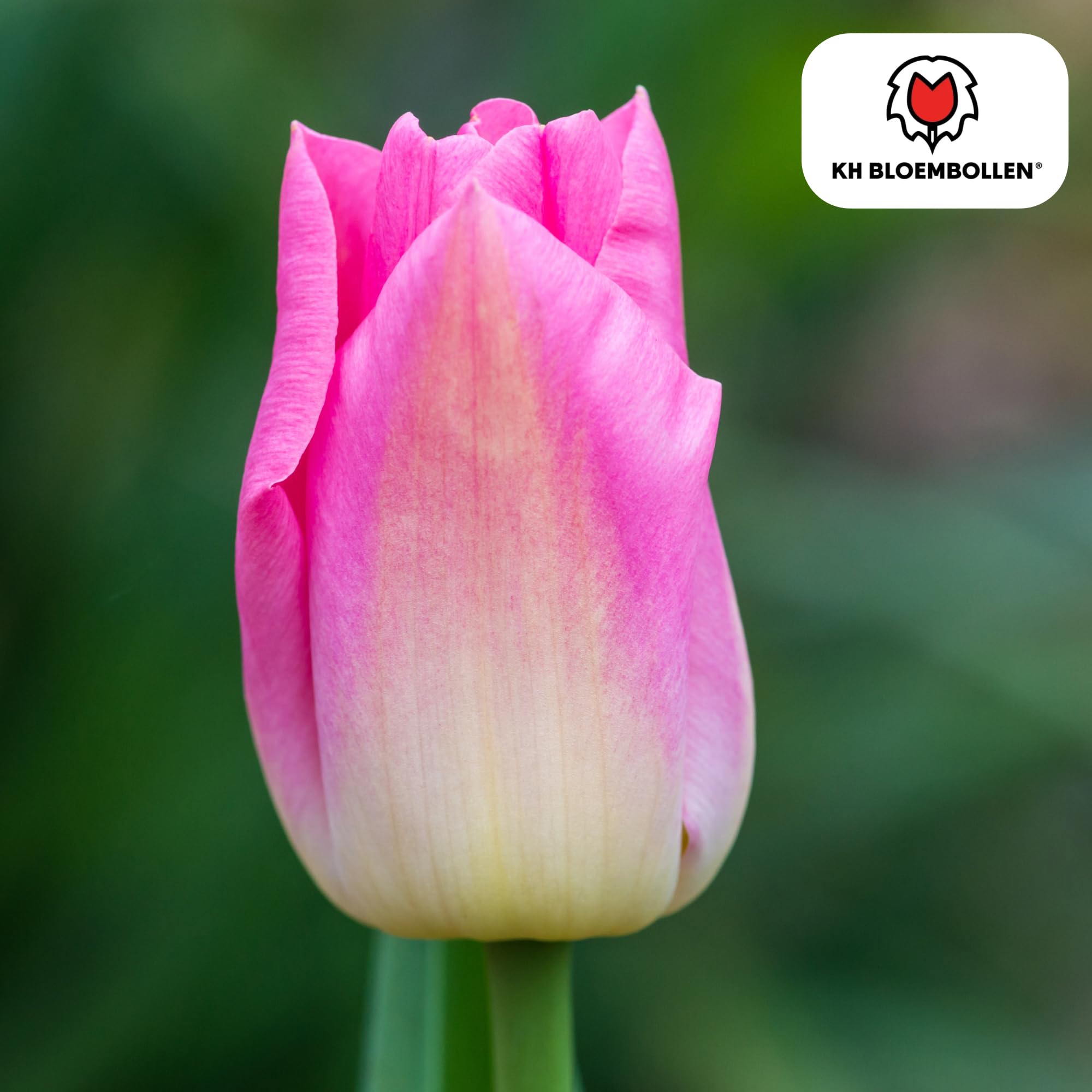 Bulbos de Tulipán Dynasty, Jardín y Macetas, Rosa y Blanco, 20 Unidades