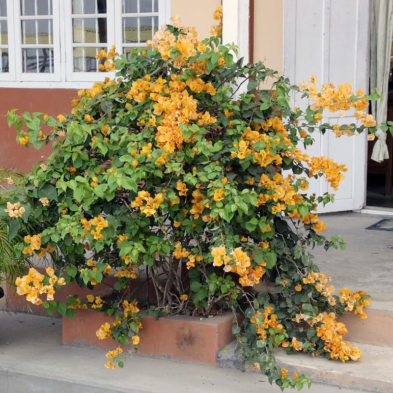 Bougainvillea Tree, Gold Bougainvillea Flowers Plant 12 to 24 Inches Tall 3 Gallon Potted, Large Bougainvillea Plant Live, Flowering Tree for Growing
