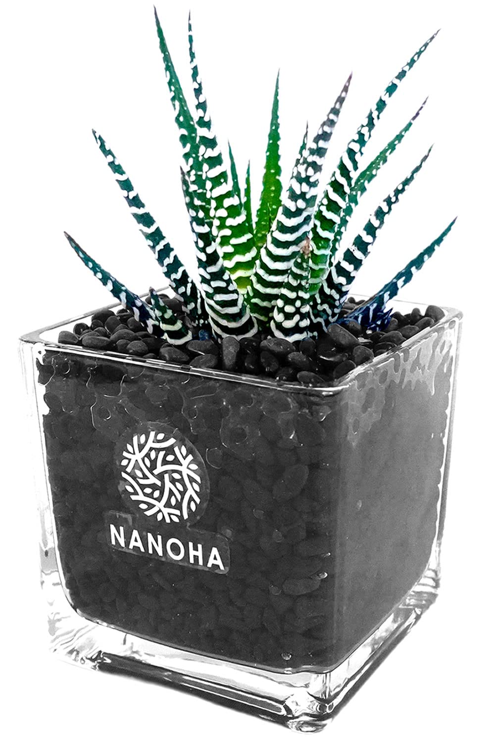 観葉植物 シュロ竹約1.5メートル 黒鉢 観葉植物 シュロ竹約1.5