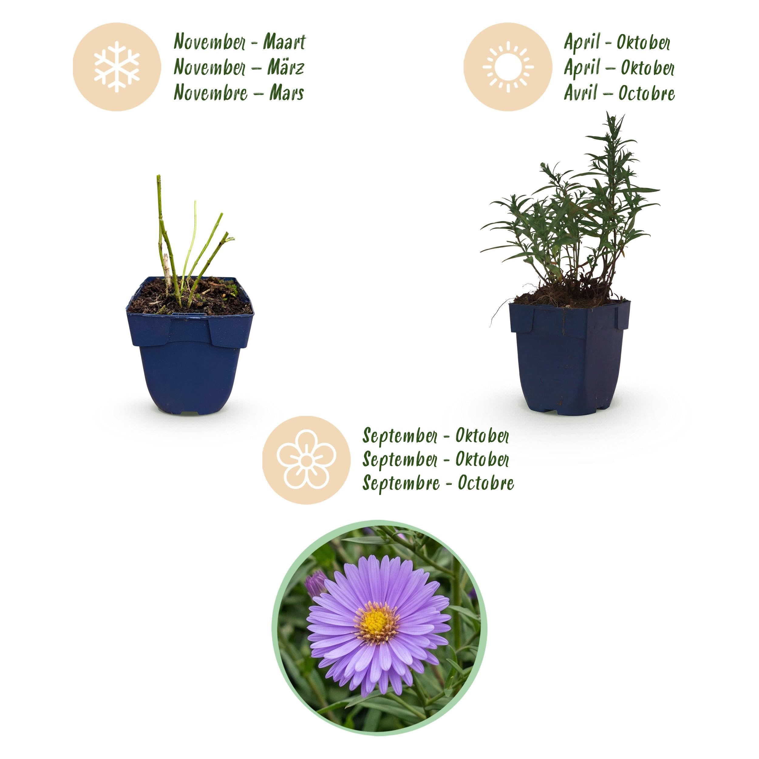 Aster (D) Mittelmeer – Meeresaster – Bienen- und Schmetterlingsmagnet – Violett – 3 Pflanzen - 15-25cm - Ø11cm - Gartenpflanze
