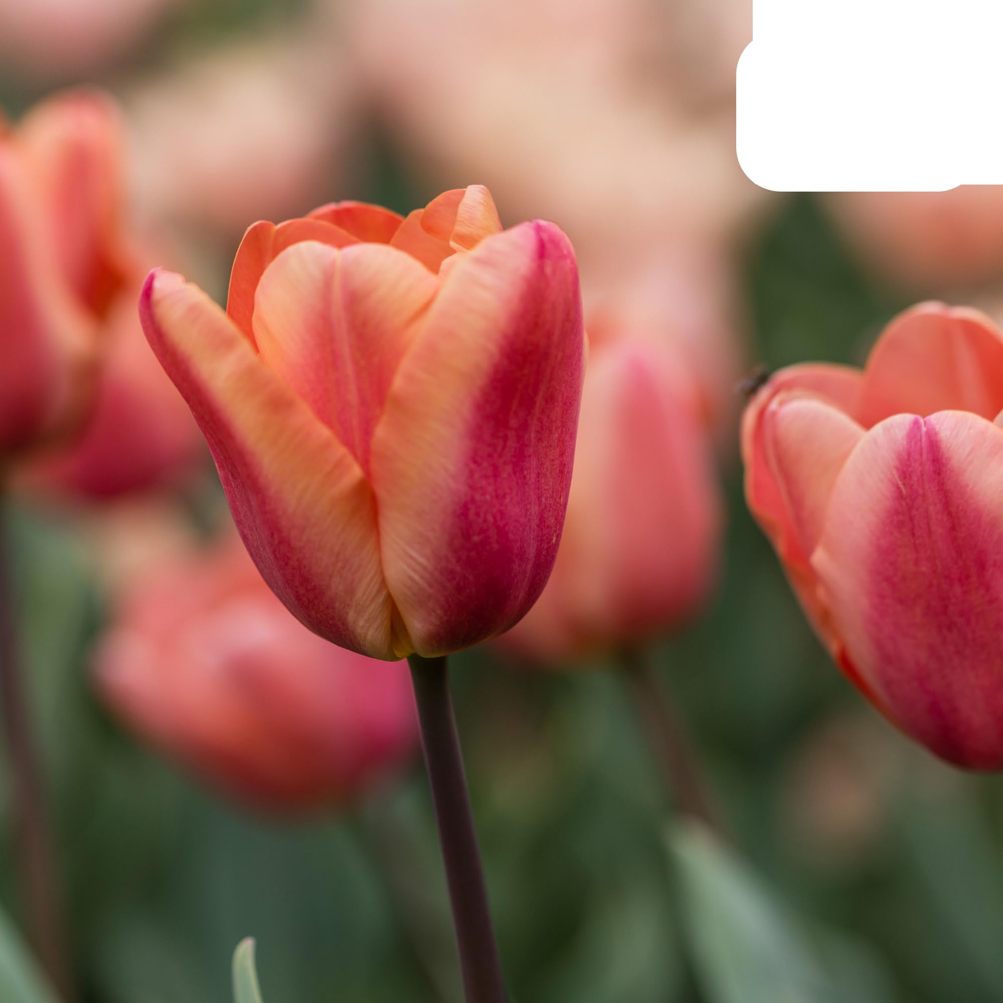 Bulbos de tulipán 'Apricot Foxx' | 20 Piezas | Tulipán rosa salmón - 30-50cm - Ø5cm - bulbo de flor - Planta de jardín