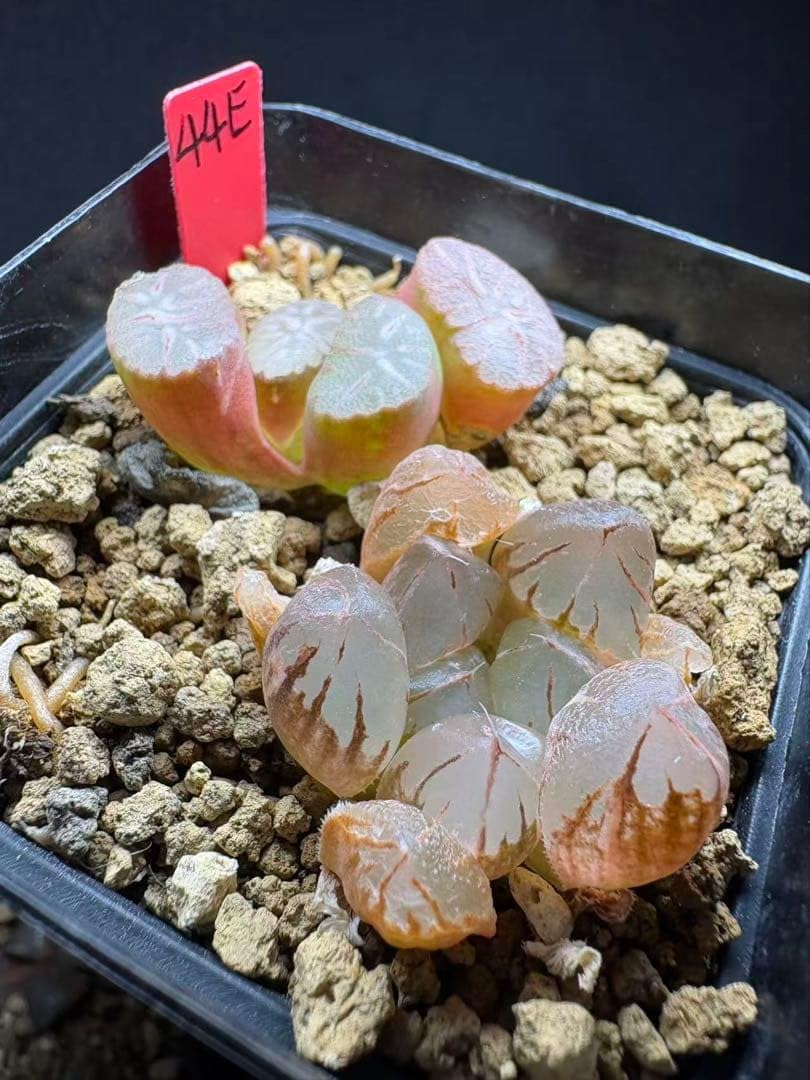 Amazon｜44e 多肉植物 ハオルチア 水晶オブツーサ錦+花菱万象 自家繁殖