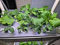 Review Image by Richard Gallant Richard Gallant