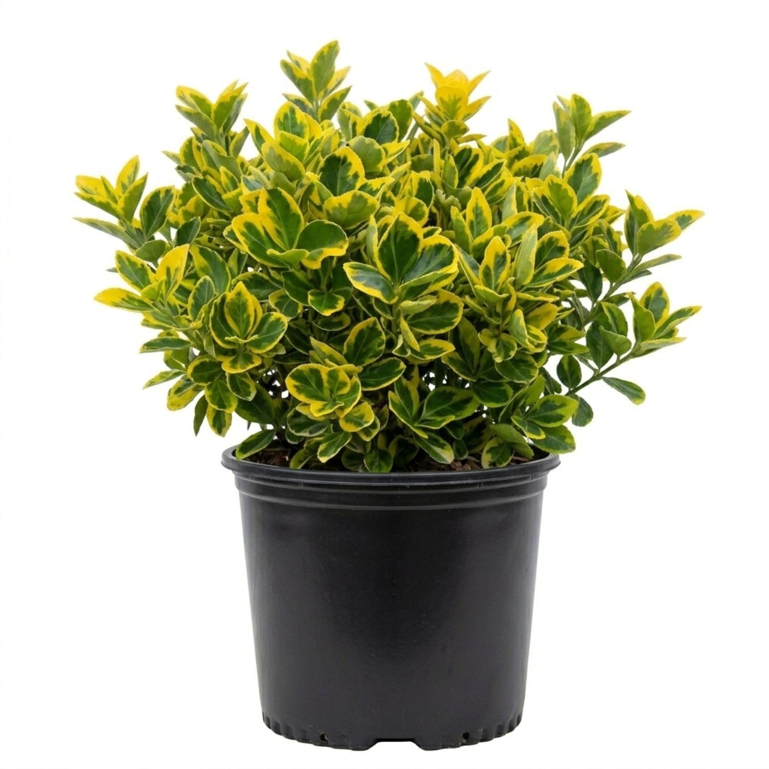 Golden Euonymus 2.5 Gallon