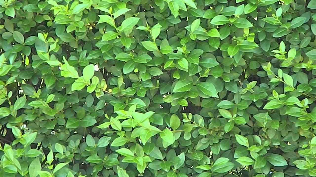 Stauden Gänge 10 x Ligustrum ovalifolium Ovalblättriger Liguster winterhart