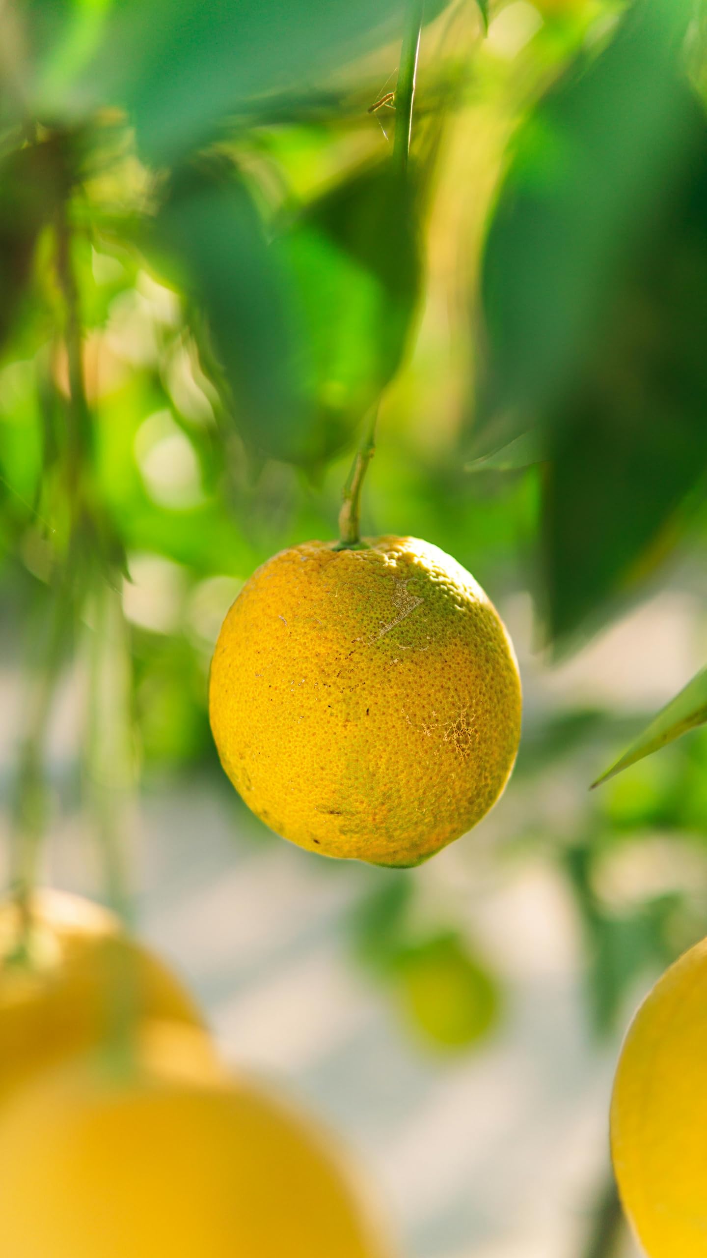 Ponthier YUZU PÜREE Japanische-Zitrus-Frucht-Püree Yuzumark 1kg für Frucht-Yuzukosho-Smoothie-Sorbet-Quark-Gelée-Saft-Sake ausgewählte Früchte bester Qualität (1, 1kg)