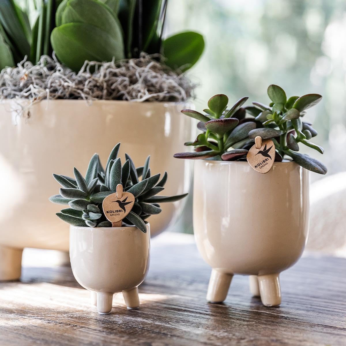 Kolibri Orchids Phalaenopsis Orchidée rouge Congo + pot en caoutchouc travertin Taille du pot Ø 9 cm – 40 cm de haut | Plante d'intérieur en pot de fleurs – Fraîcheur de cultivateur