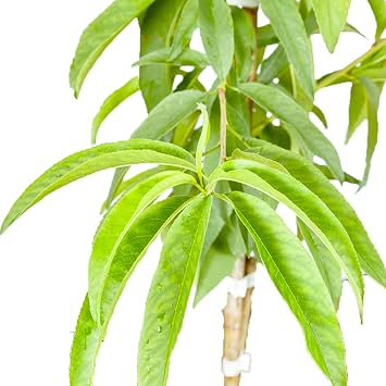 Perfect Plants Flordacrest Peach Tree, 4-5 ft, Freestone Fruit