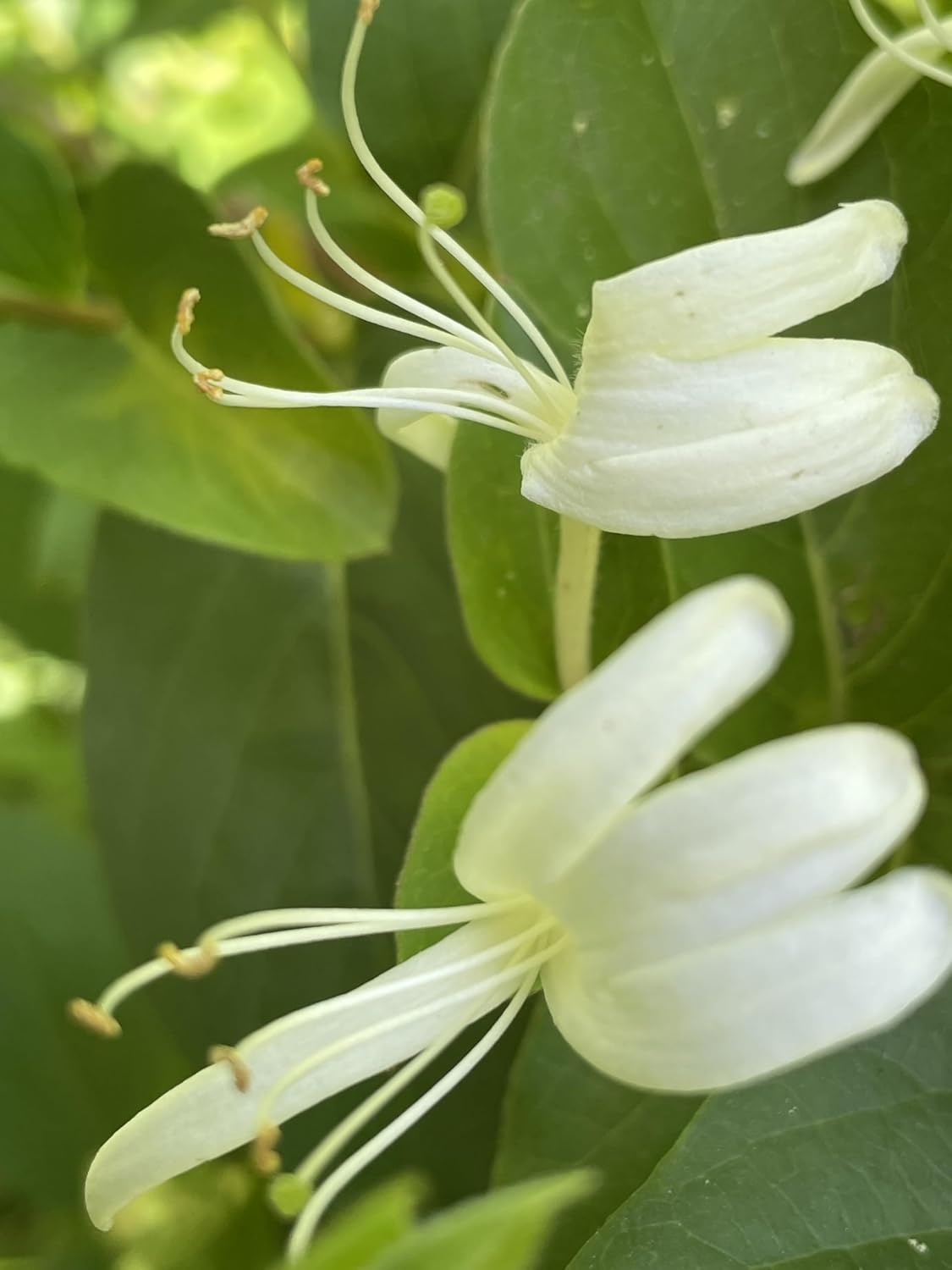 Generic 1 Fragrant Flowering Japanese LONICERA Japonica Vines White Yellow Honeysuckle Plant, Green