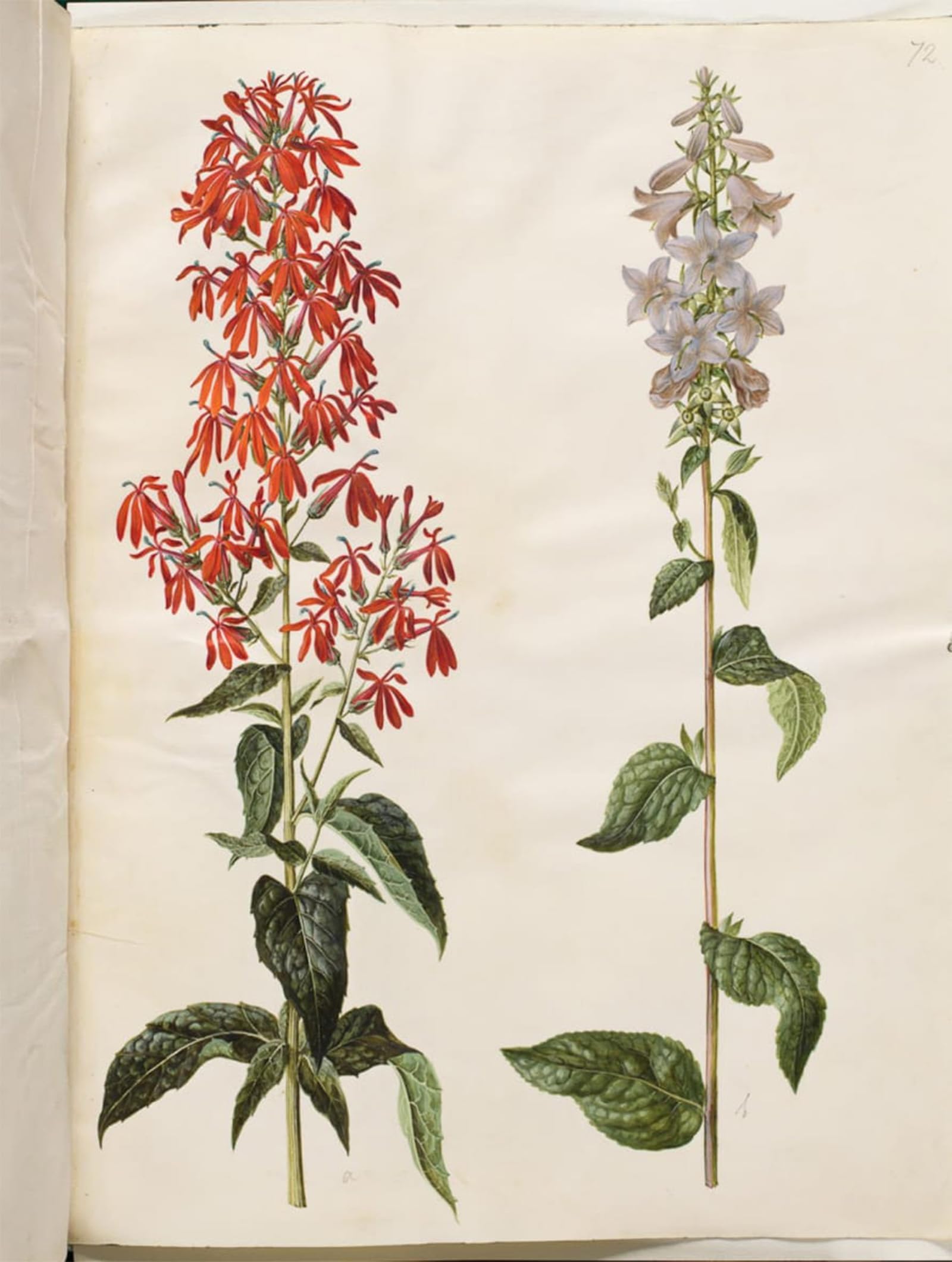 SERENDIPITP Aesthetic Poster Photo Wall Print Retro Picture Lobelia Cardinalis Campanula Latifolia by Hans Simon Holtzbecker Modern Wall Artwork for Home Decor 60x90cm