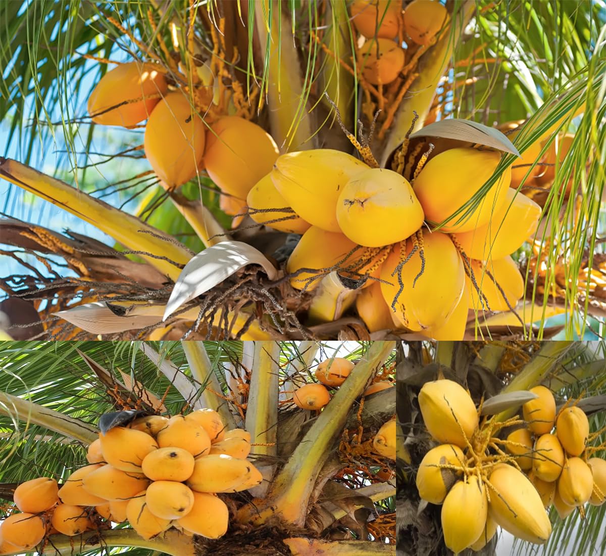 Eroanvia Golden Malay Coconut Tree Plant Hybrid Furit After 3-4 Year (Height 2-3 Feet) Pack Of 1 Healthy Live Fruit Plant For Home Garden (B0CS6XTHKD) Amazon Price History, Amazon Price Tracker