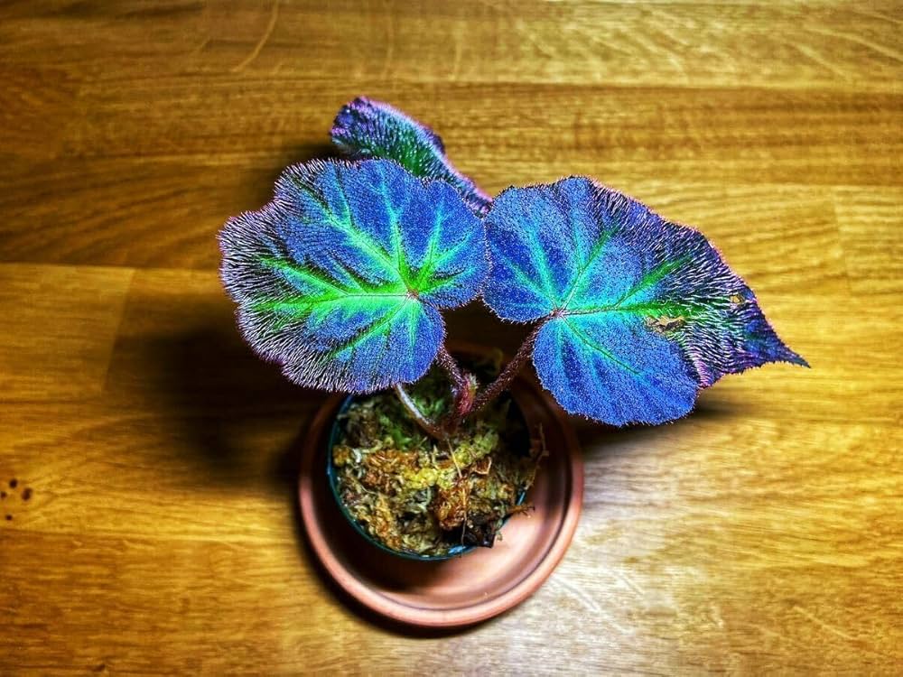 peculiarman　Begonia 5点同梱発送 peculiarman Begonia 5点同梱発送 Begonia susaniae | M・R・G・R