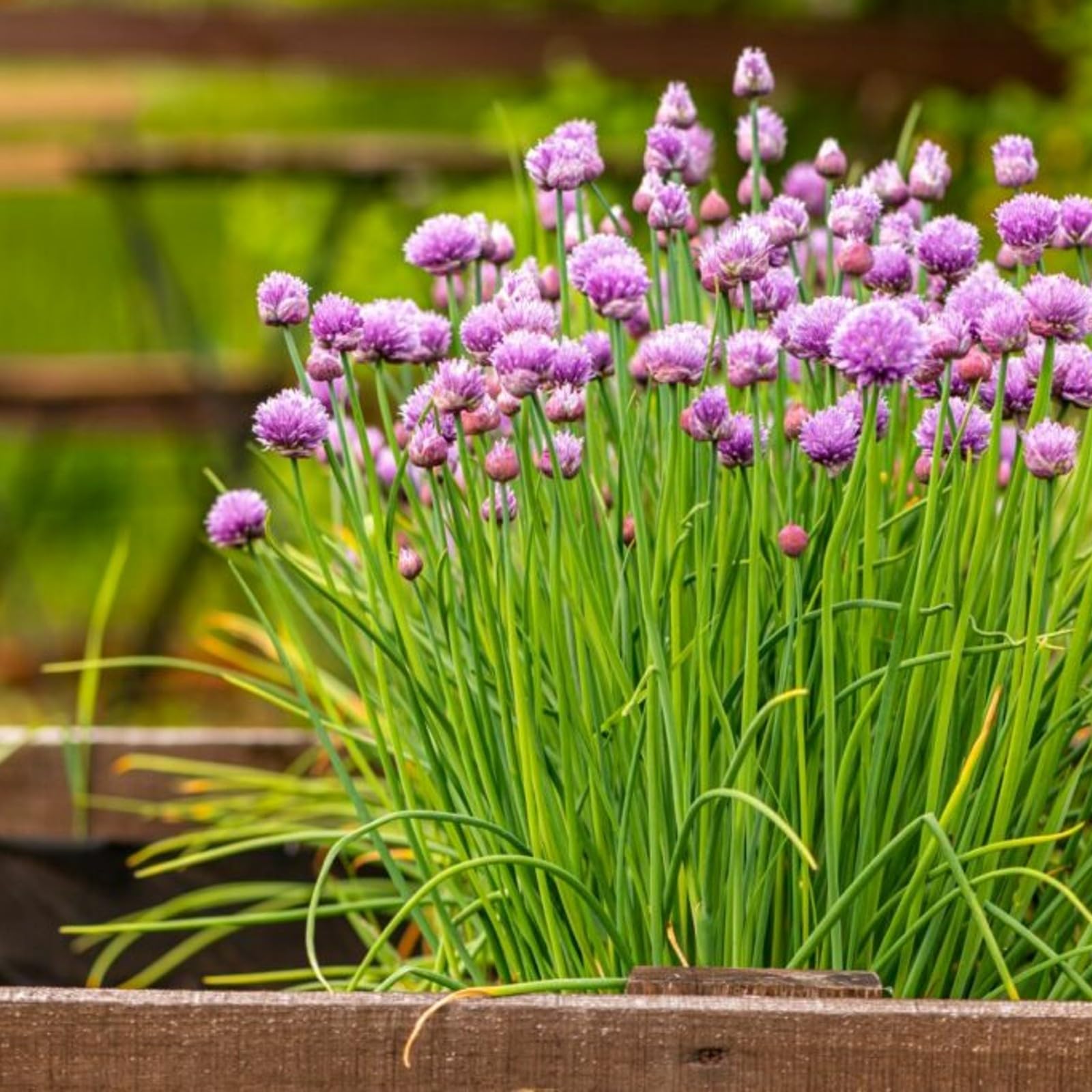 Carbeth Plants - Herb Plants - Grow Your Own Herb Garden - Chives Plant in 13cm Pot - Allium schoenoprasum for Culinary Use
