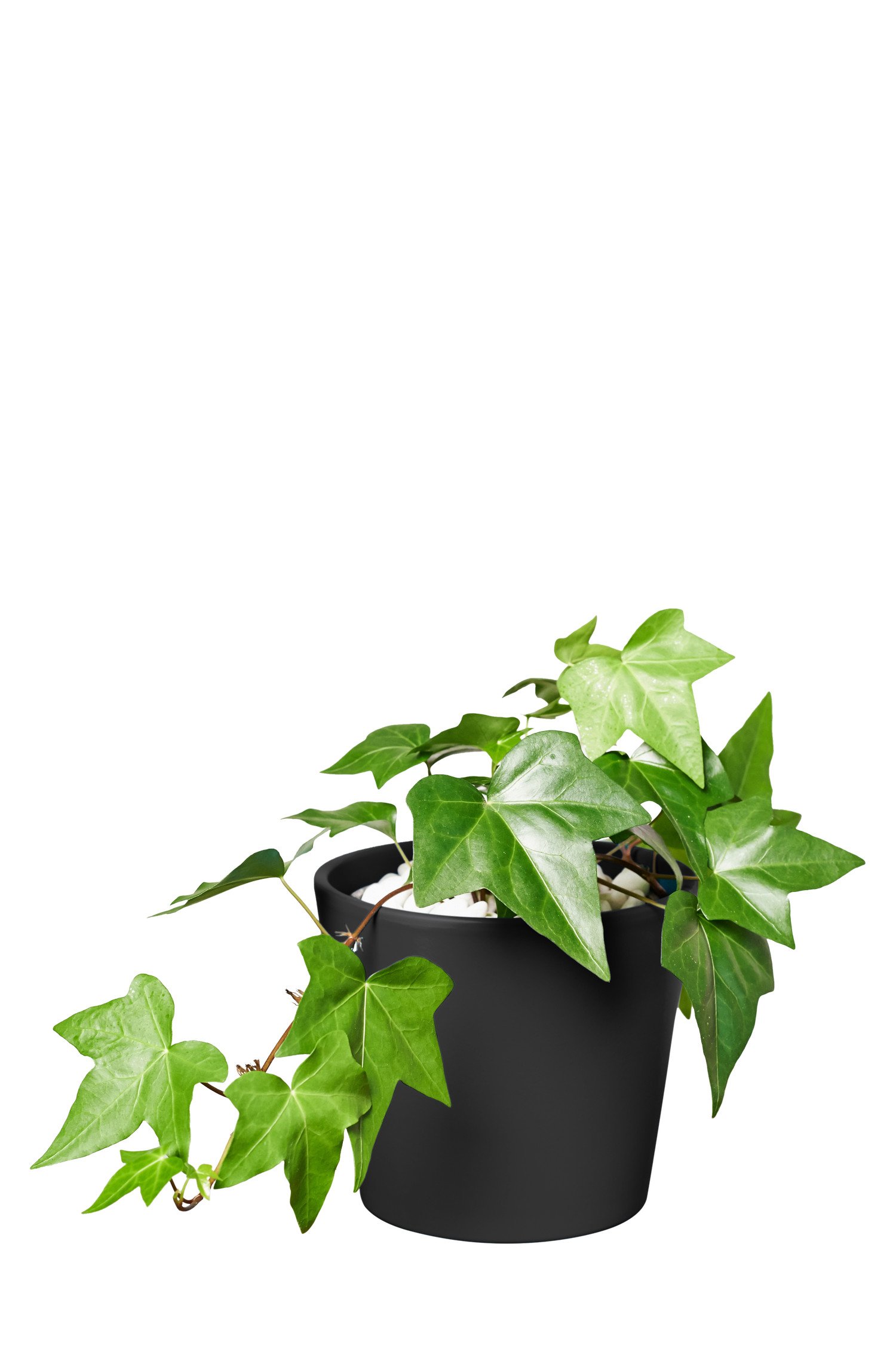 EVRGREEN | Zimmerpflanze Efeu in Hydrokultur mit schwarzem Topf als Set |  Hedera helix Montgomery : Amazon.de: Garten
