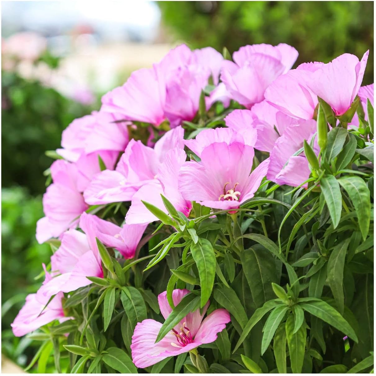 Everwilde Farms - 1/4 Lb Liiac Godetia Native Wildflower Seeds - Gold Vault