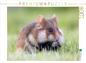 CALVENDO Puzzle Field Hamster | 1000 Pieces Laying Size 64 x 48 cm Photo Puzzle for Happy Hours