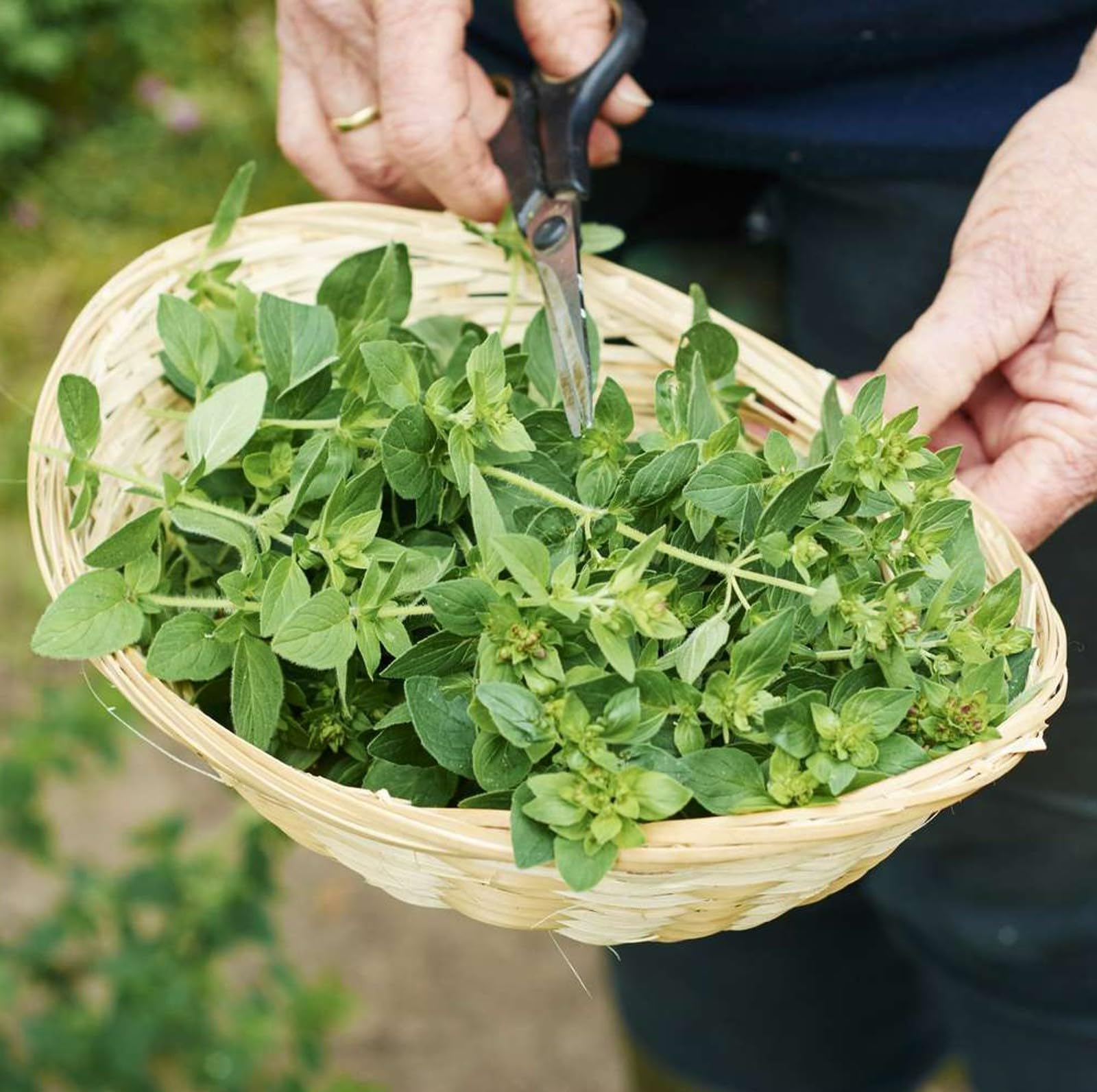 Carbeth Plants Oregano & Sage Herb Plant Bundle in 14cm Pots