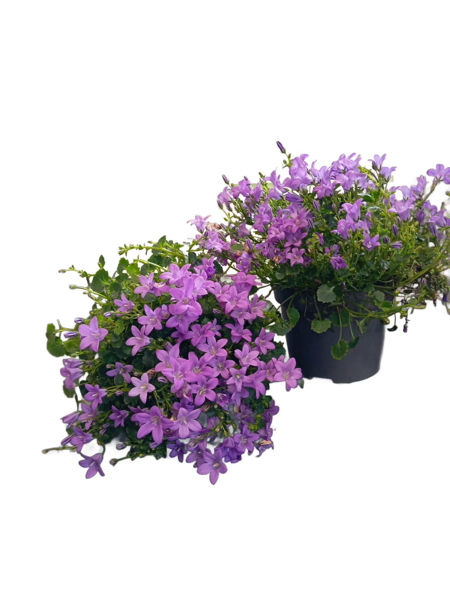 Campanula de Jardín – Planta Natural para Crear Espacios Llenos de Vida