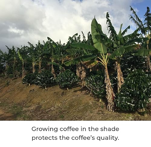 Miniatura 2 de Julian Coffee - Café molido de hongos adaptogénico. Con melena de león, chaga, reishi, cordyceps, ashwagandha, maca, rhodiola, tulsi, astrágalo,