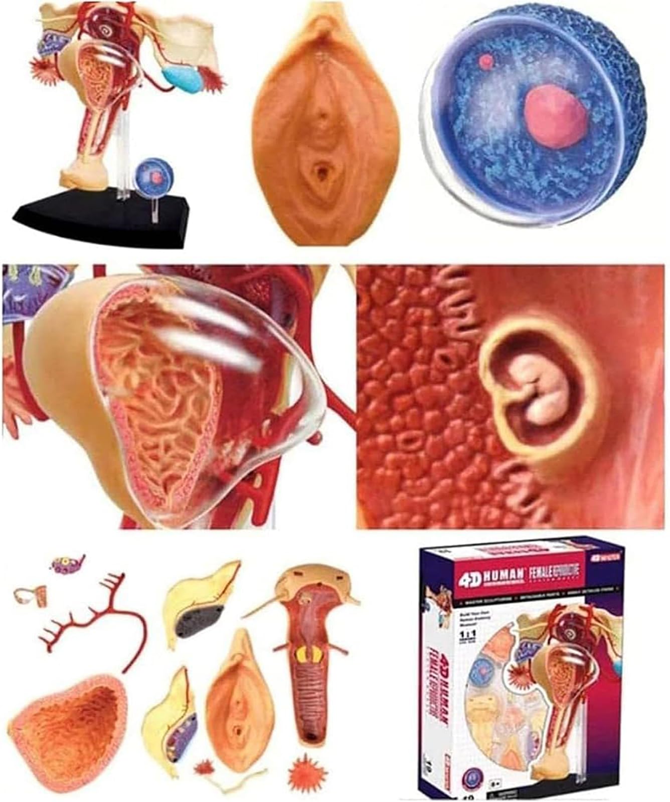 Genérico Modelo Anatómico del Sistema Reproductor Femenino 4D, Modelo Humano de Útero y Ovario, 19 Componentes Desmontables y un Soporte de Exhibición para Estudio y Enseñanza