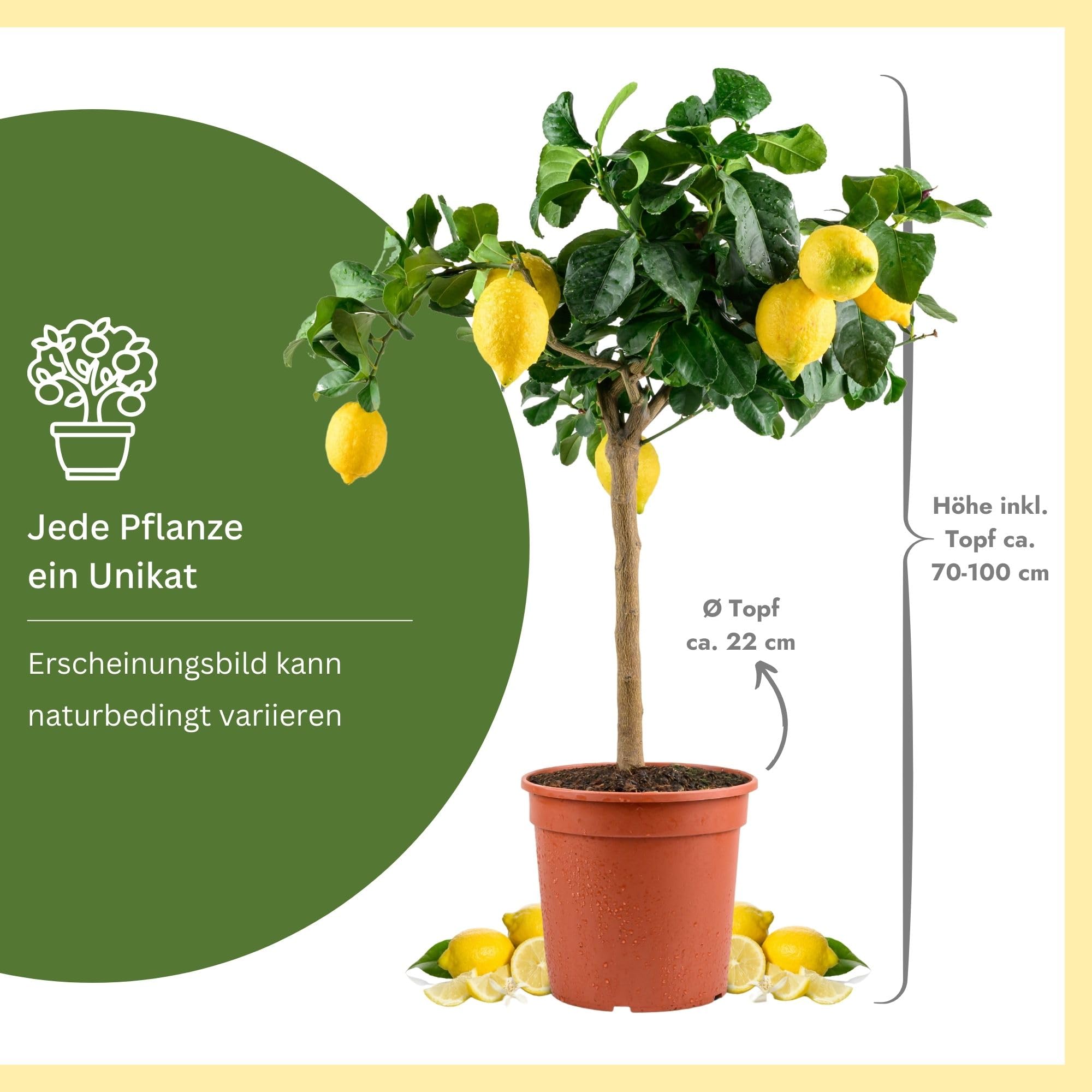 Meine Orangerie Sizilianischer Zitronenbaum - Carrubaro Zitrone – Citrus Limon 'Feminello Carrubaro' – Rarität aus Sizilien - große, aromatische Früchte - perfekt für Balkon & Terrasse (Topf Ø 22cm)