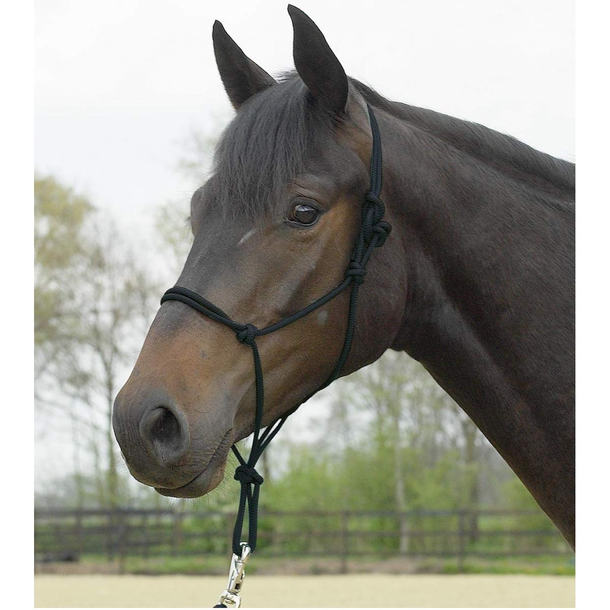 Knotenhalfter Busse Standard noir en corde robuste pour poney et cob