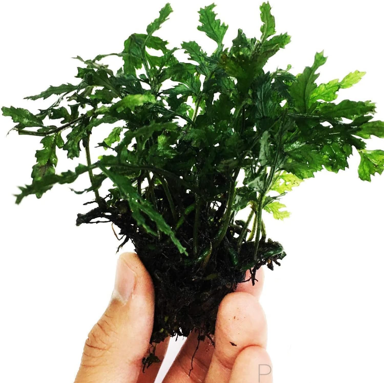 โ Bolbitis Heudelotii VAR. Difformis Potted Live Aquarium Plant Decorations BUY2GET1FREE