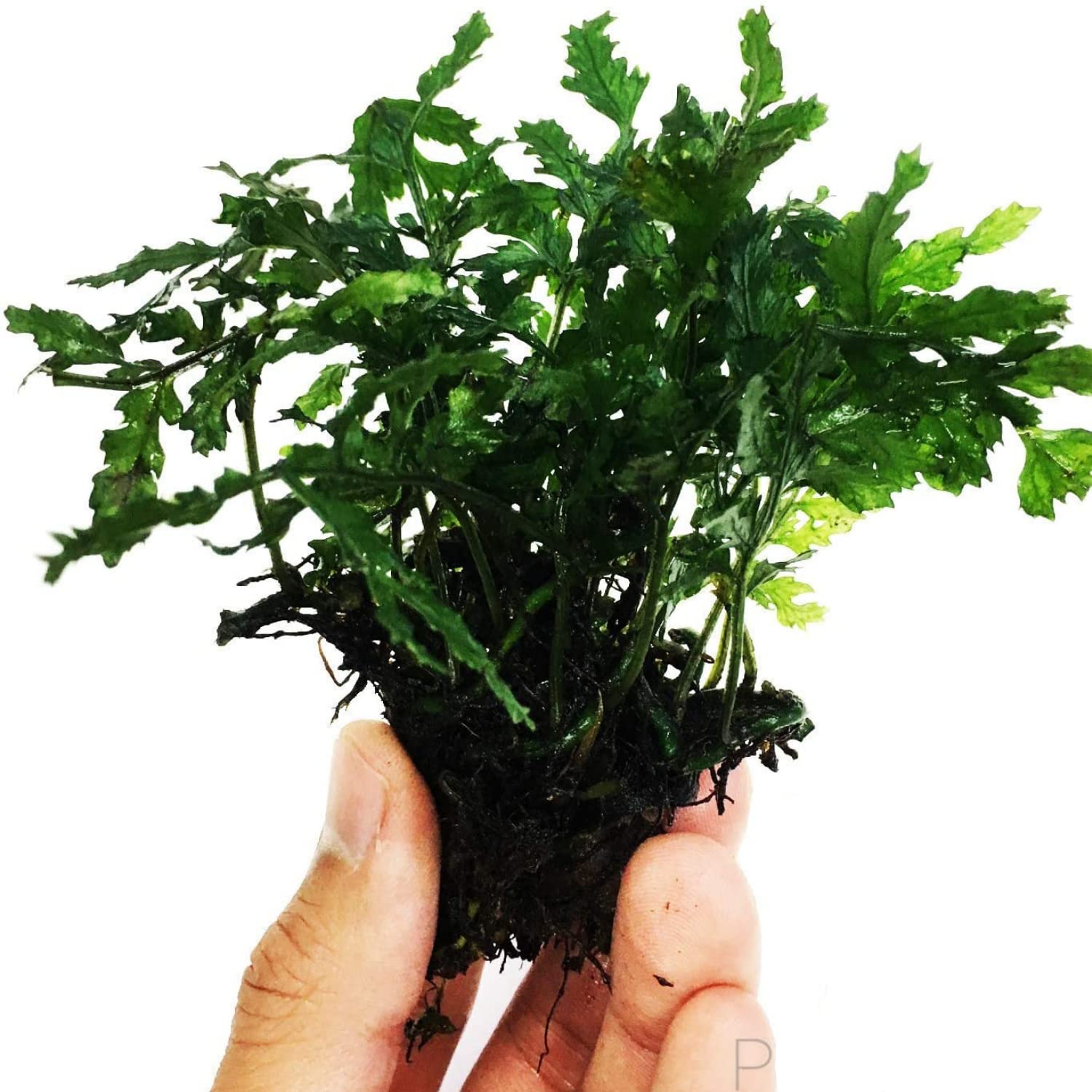 – Bolbitis Heudelotii VAR. Difformis Potted Live Aquarium Plant Decorations BUY2GET1FREE