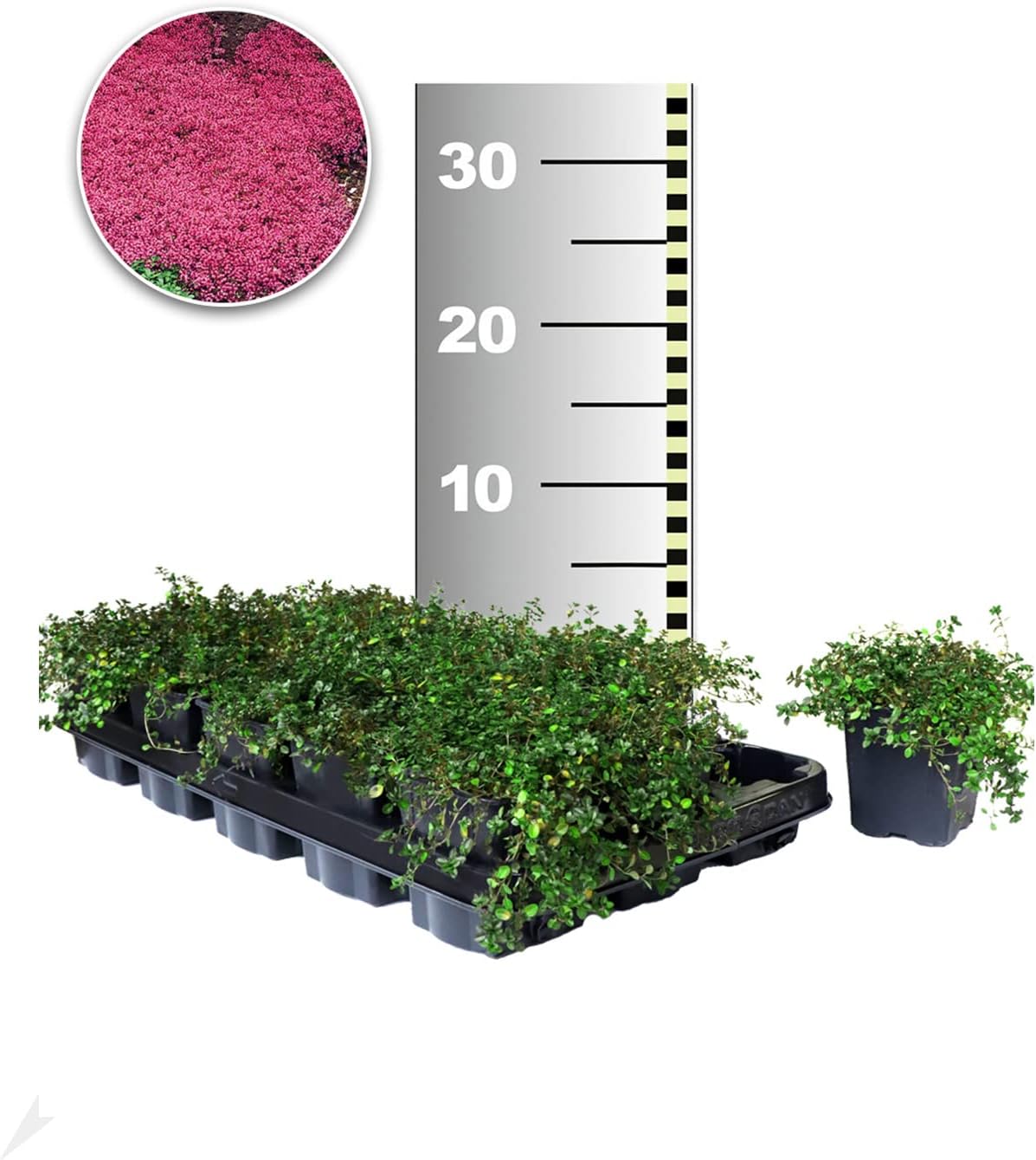 BALDUR Garten Winterhart BodendeckerThymian, 50 Pflanzen Thymus