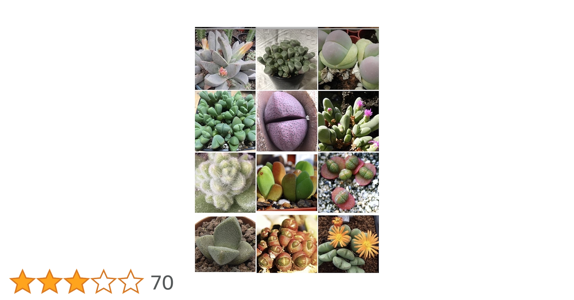 Amazon.co.jp: 多肉植物 メセン 種子 (メセンいろいろmix種子 10