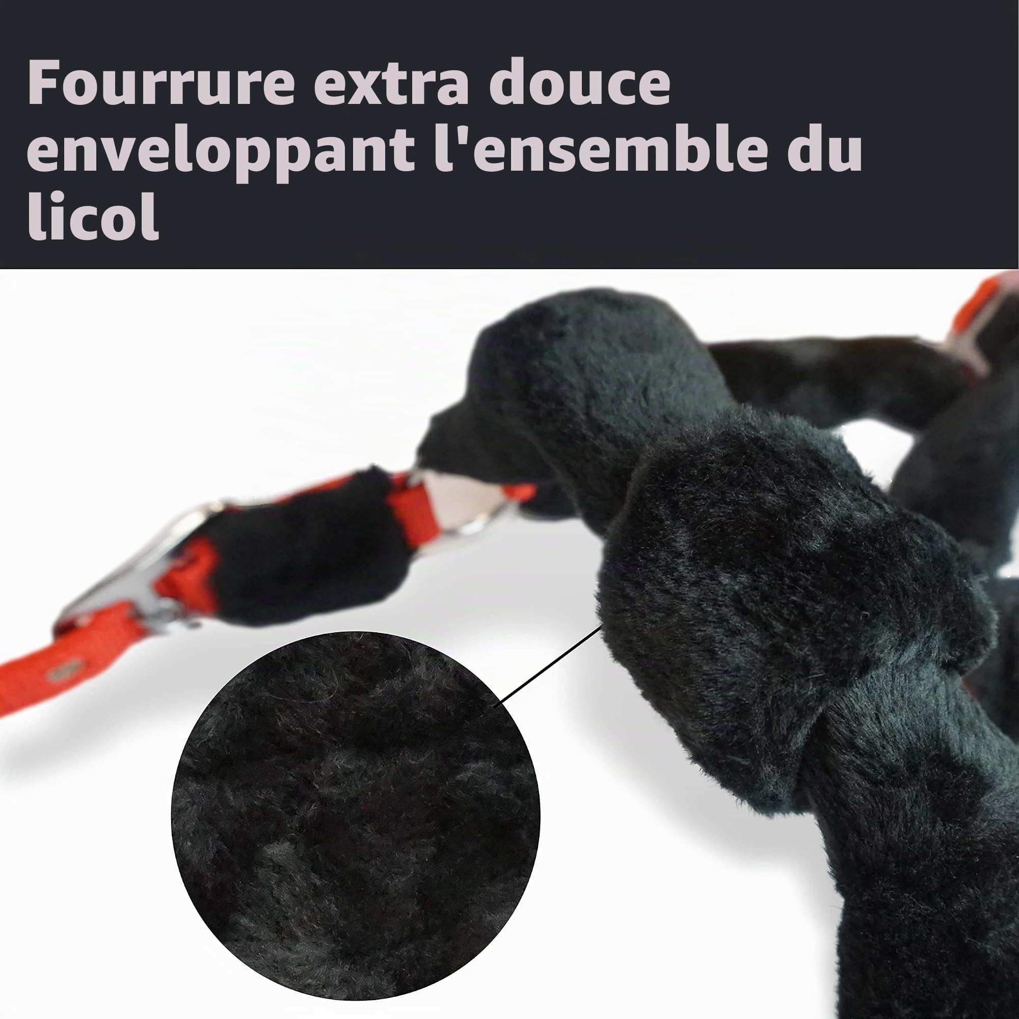 Pferdelinis Licol et Longe pour Cheval avec Longe, Crochet de Panique, Licol Poney, COB, Sang Chaud, Sang Froid (Globe)