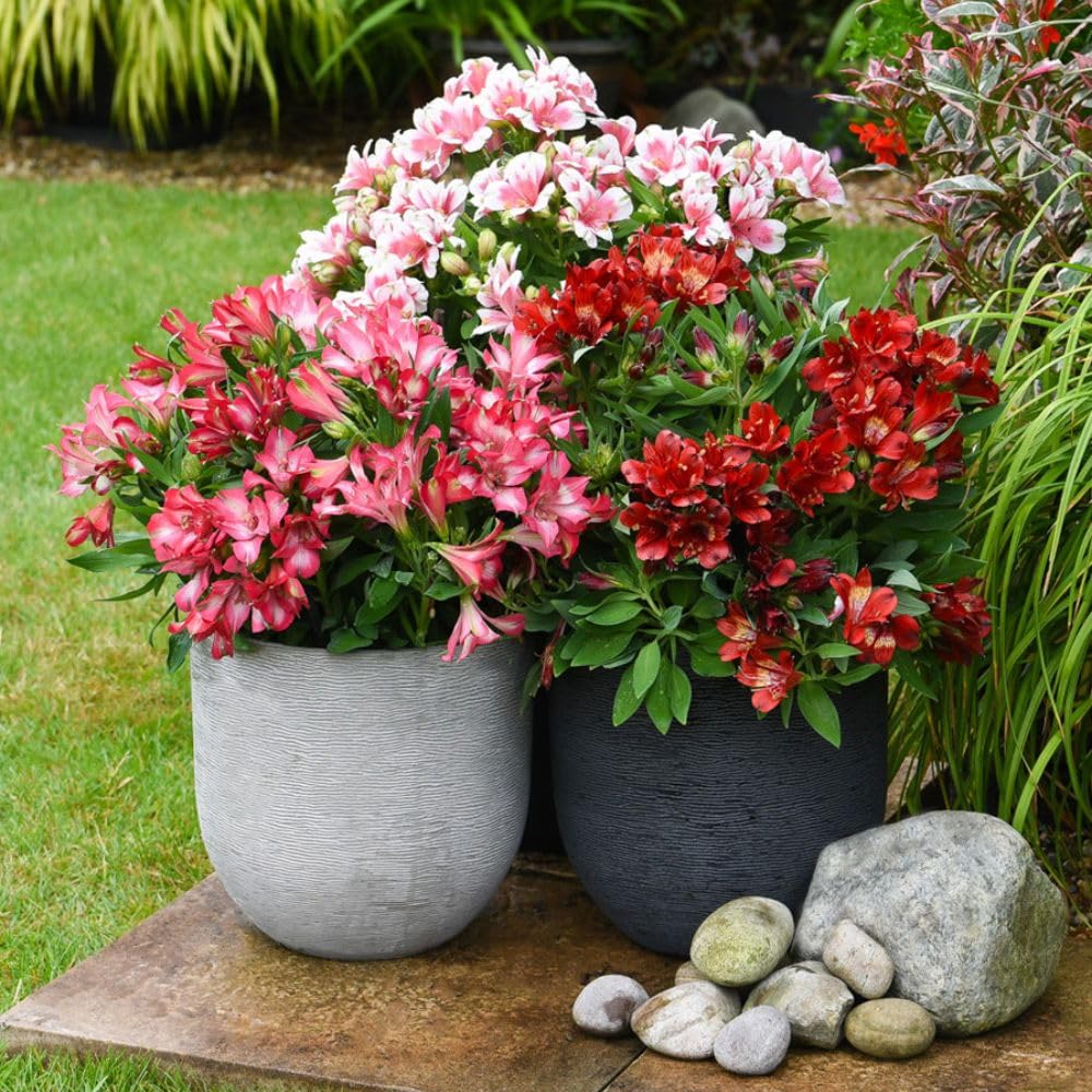 Alstroemeria Trio Collection Stunning Pink Peruvian Lilies for Patio Containers and Borders Long Flowering Period 3X Jumbo Plugs by Thompson and Morgan