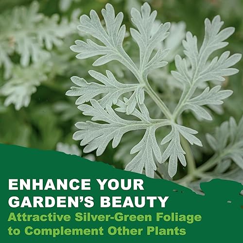 Miniatura 9 de TKE Farms & Gardens - Wormwood Seeds for Planting, 1000+ Heirloom Non-GMO Seeds, Aromatic Perennial Herb with Silvery Foliage, Hardy and