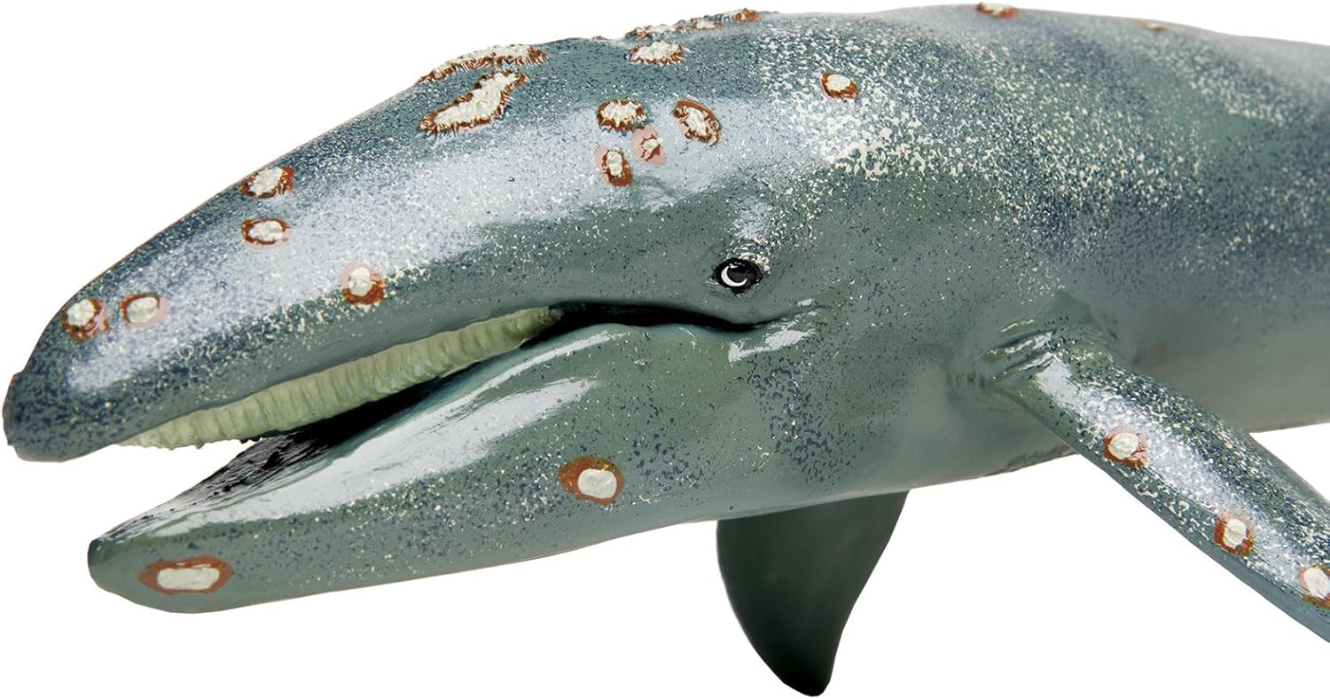 Safari Ltd. Gray Whale Figurine - Lifelike 12.5" Plastic Model Figure - Fun Educational Play Toy for Boys, Girls & Kids Ages 3+